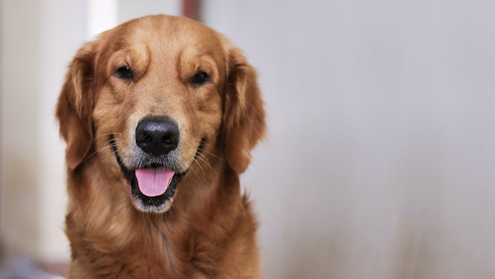Golden retriever dog smiling