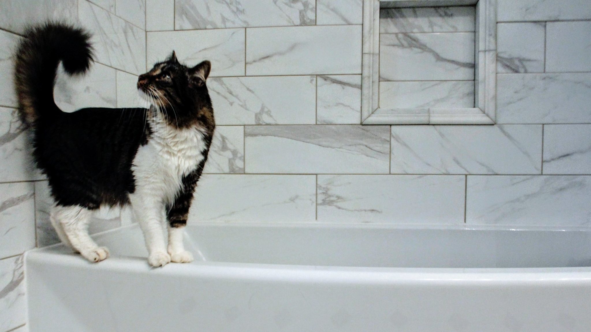 cat bath tips