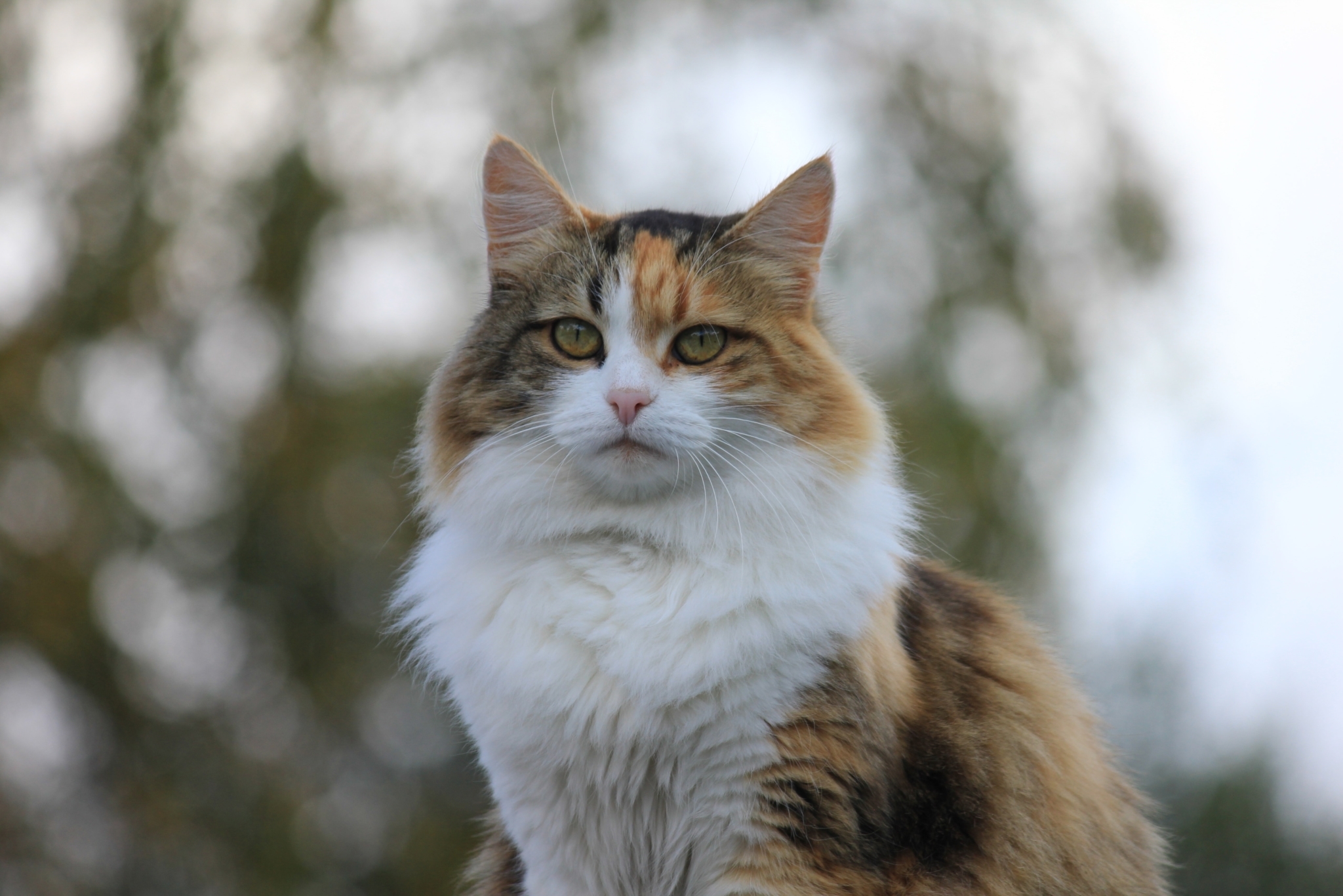 Long haired cat outdoors, hypertrophic cardiomyopathy in cats