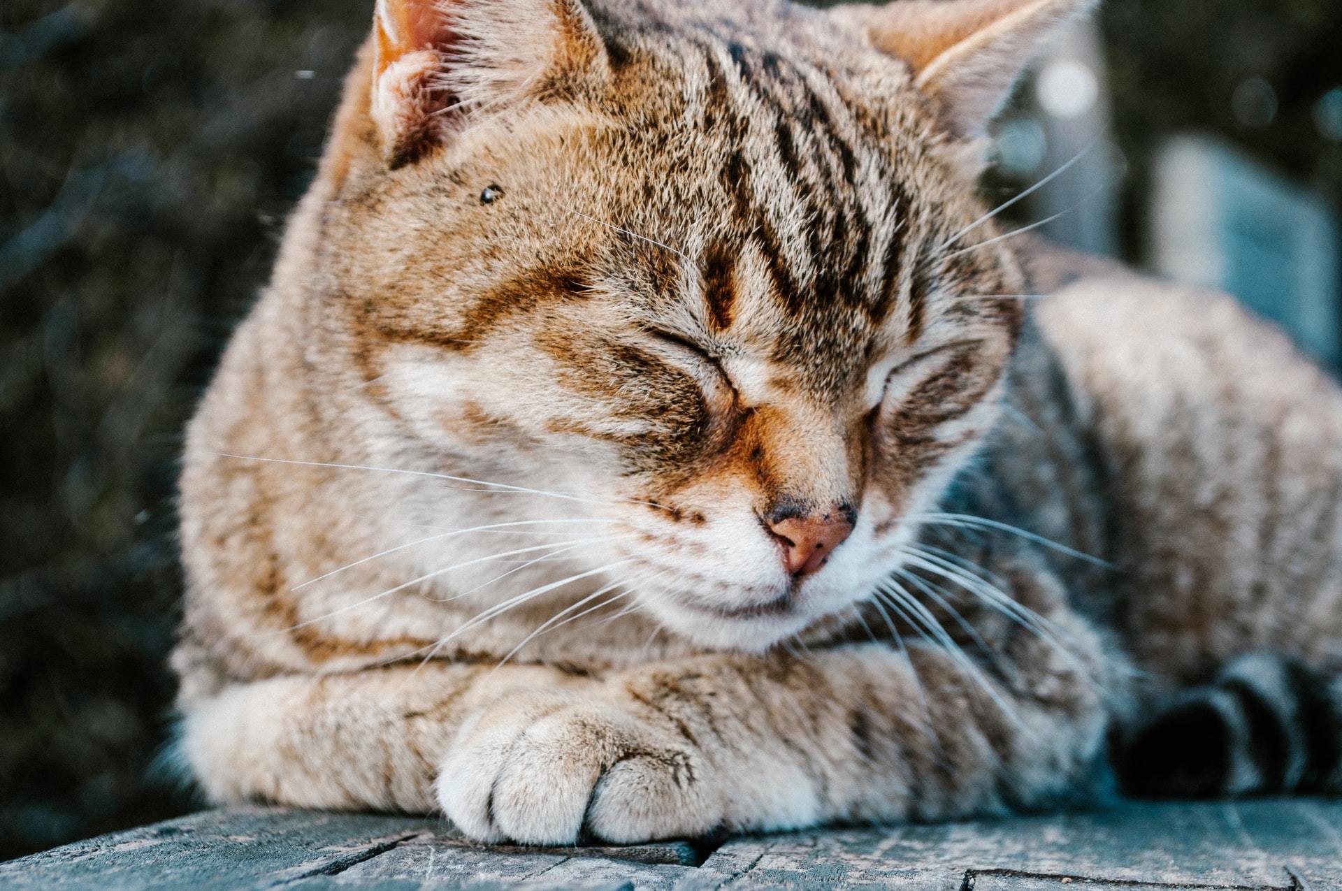 Is Charming Dieffenbachia Toxic to Cats? 
