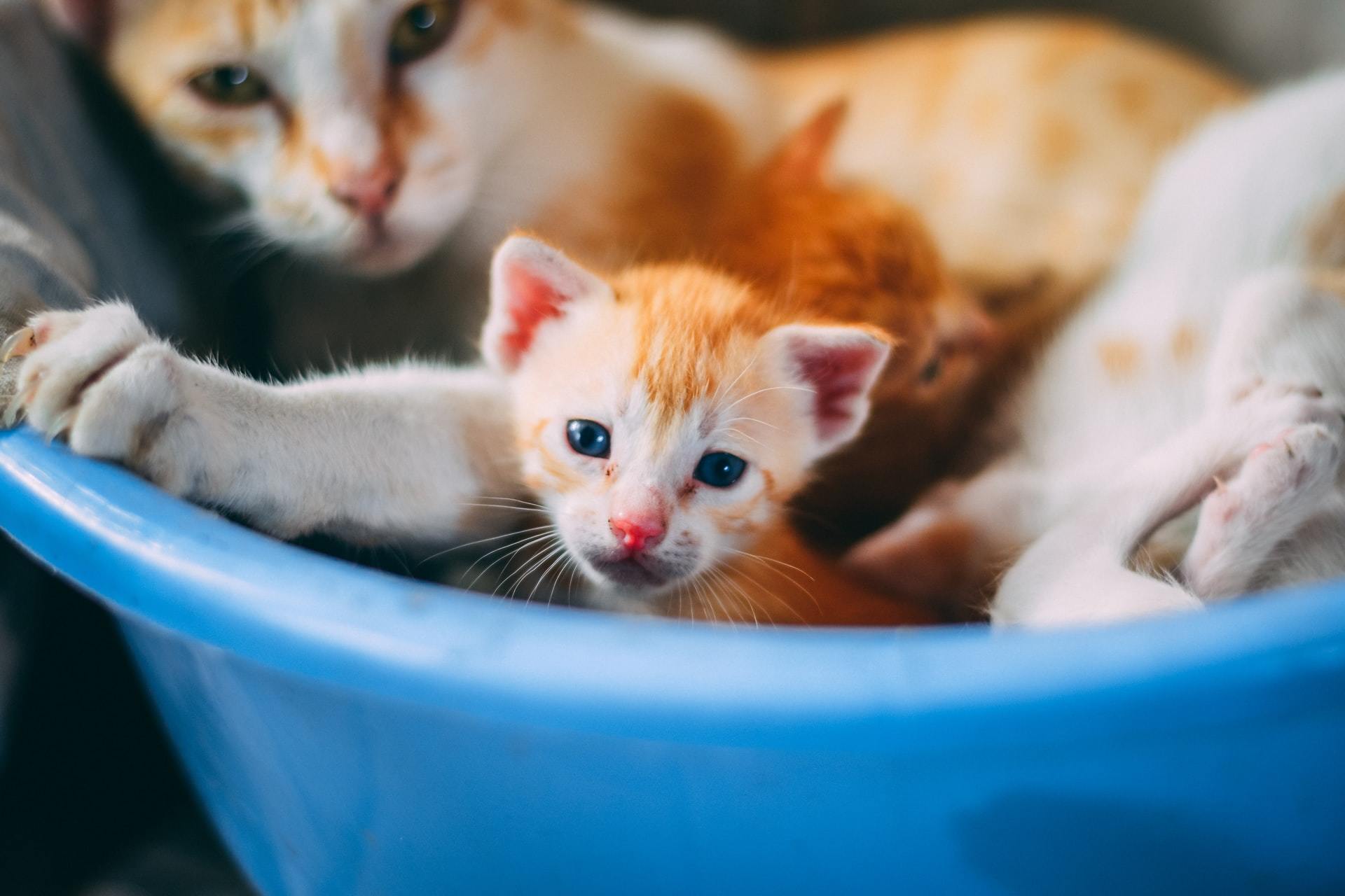 Signs Of Pregnancy And Labor In Cats Firstvet