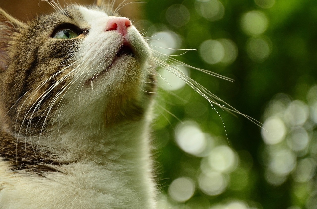 Does my cat have a strong sense of smell? | FirstVet