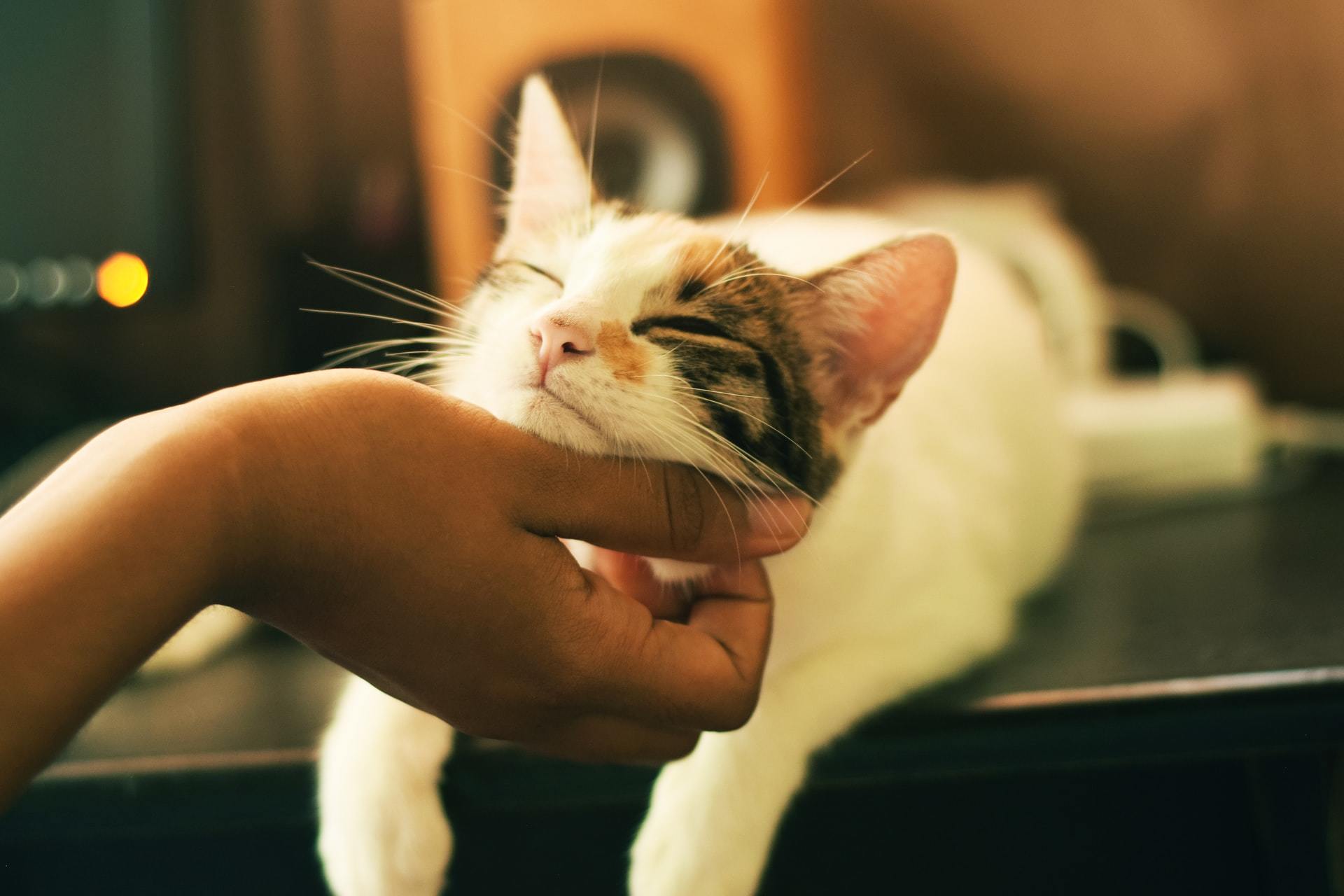 cat tickle