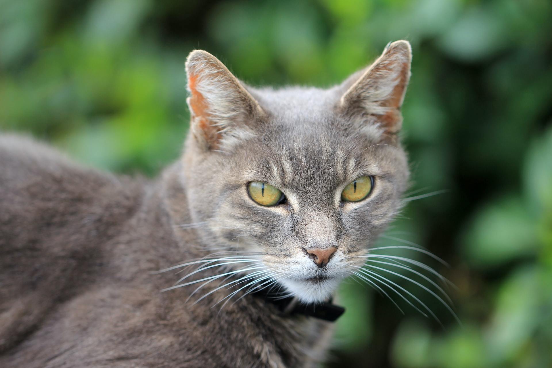grey cat yellow eyes