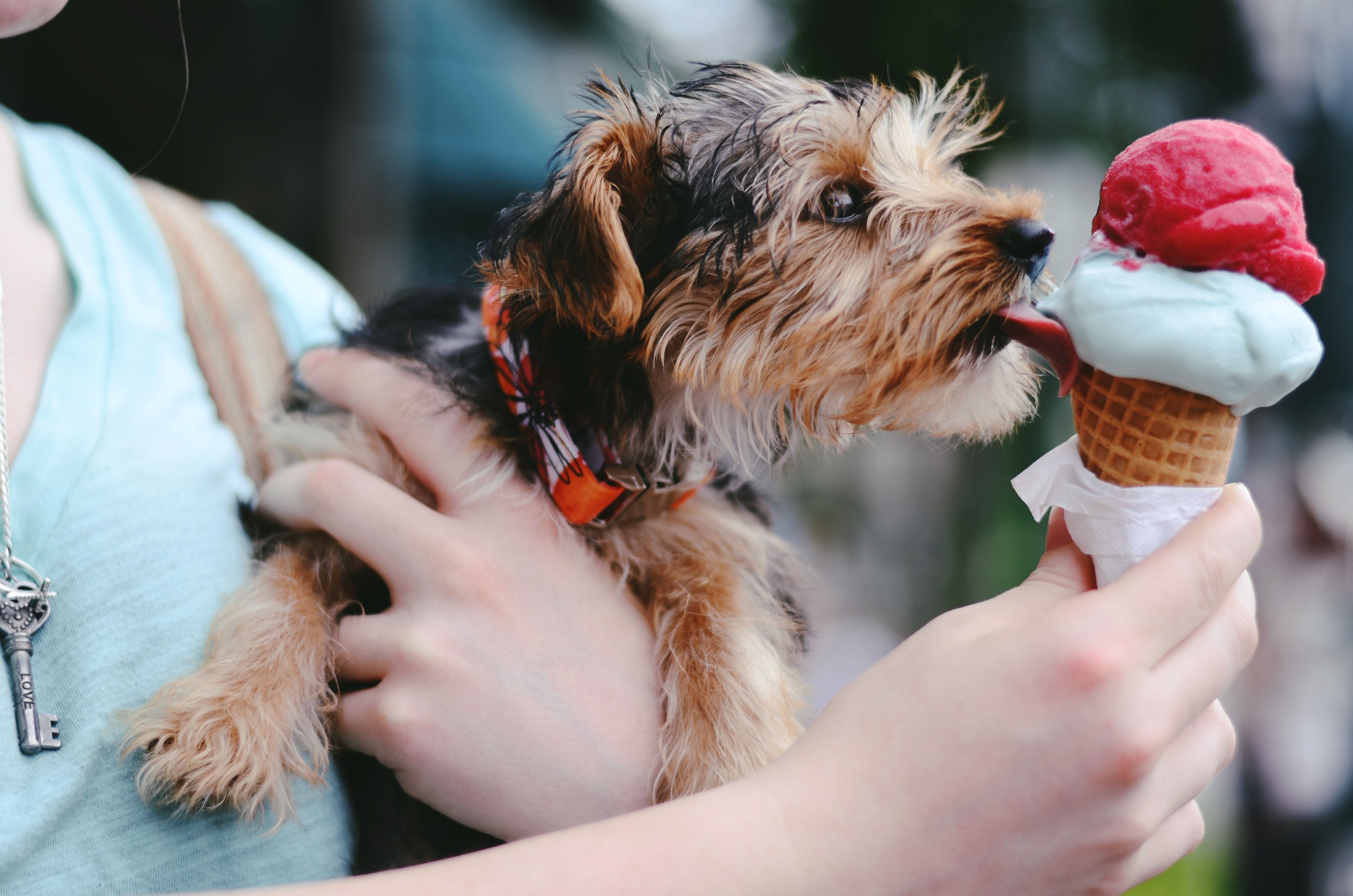 Dog "going for" owners ice cream cone