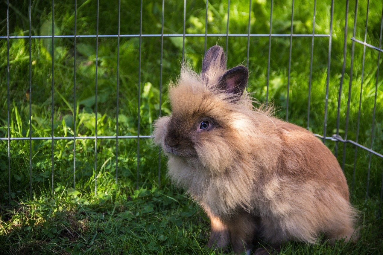 Rabbit Disease Guide: Symptoms, Treatment +… | FirstVet