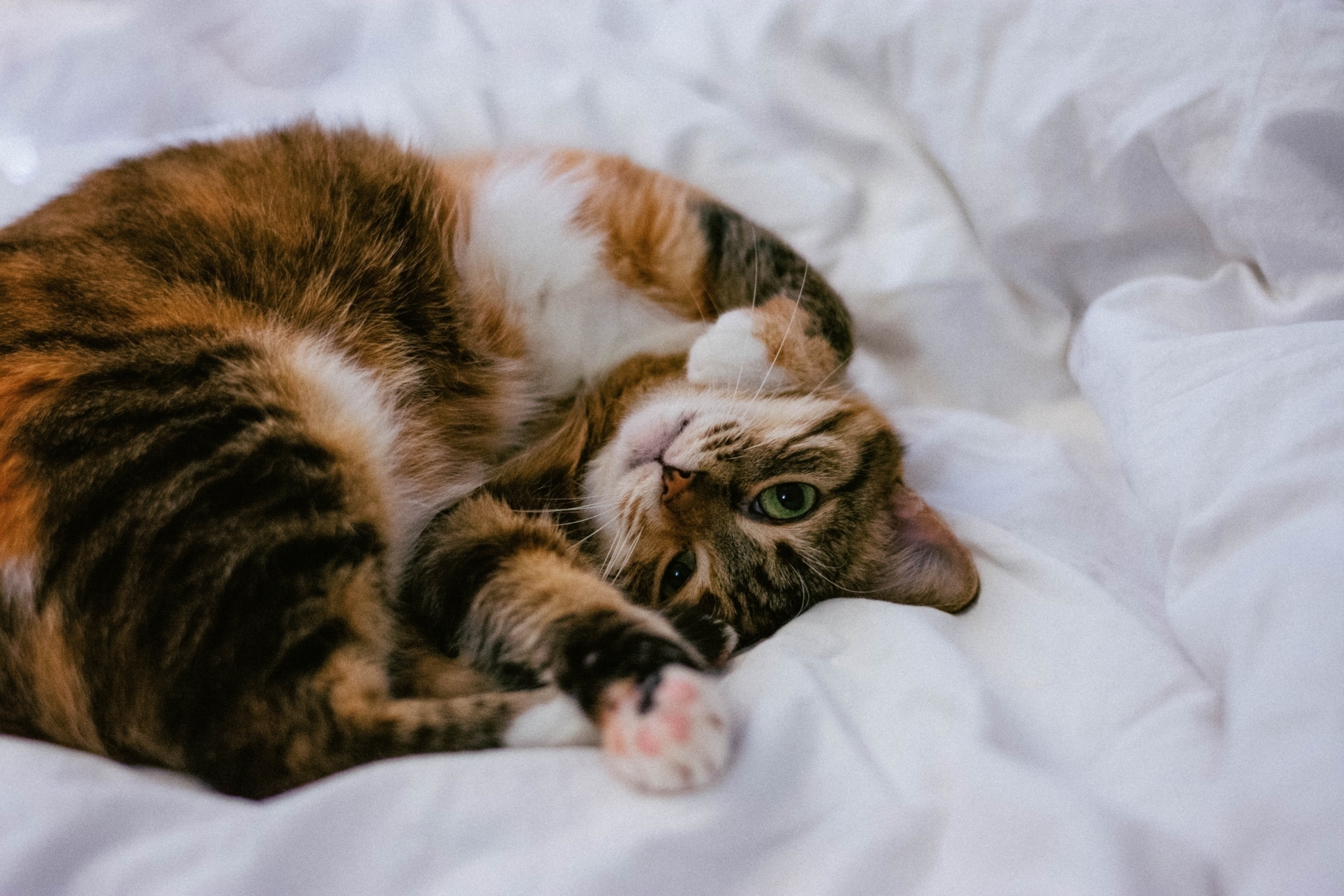 Common skin parasites in cats