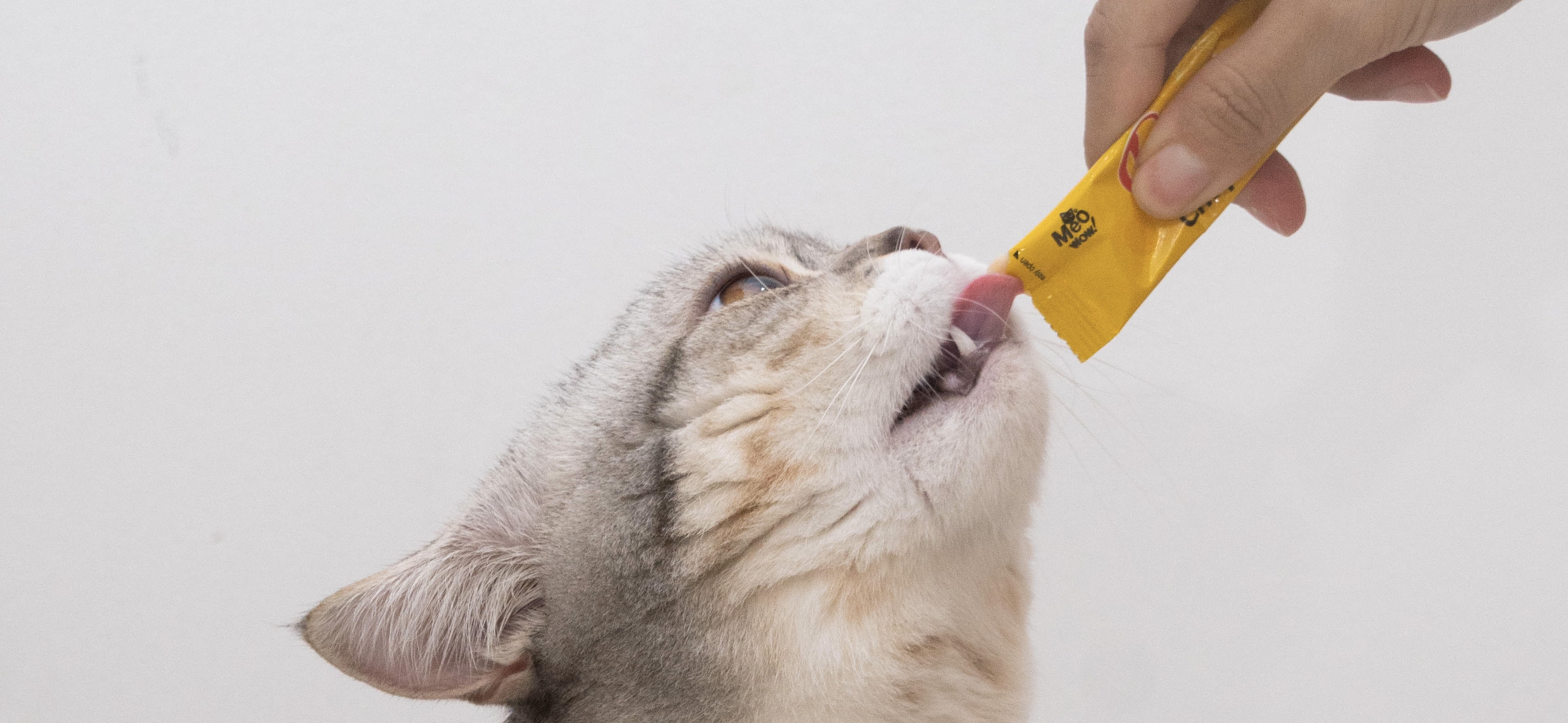 cat-licking-treat-probiotics