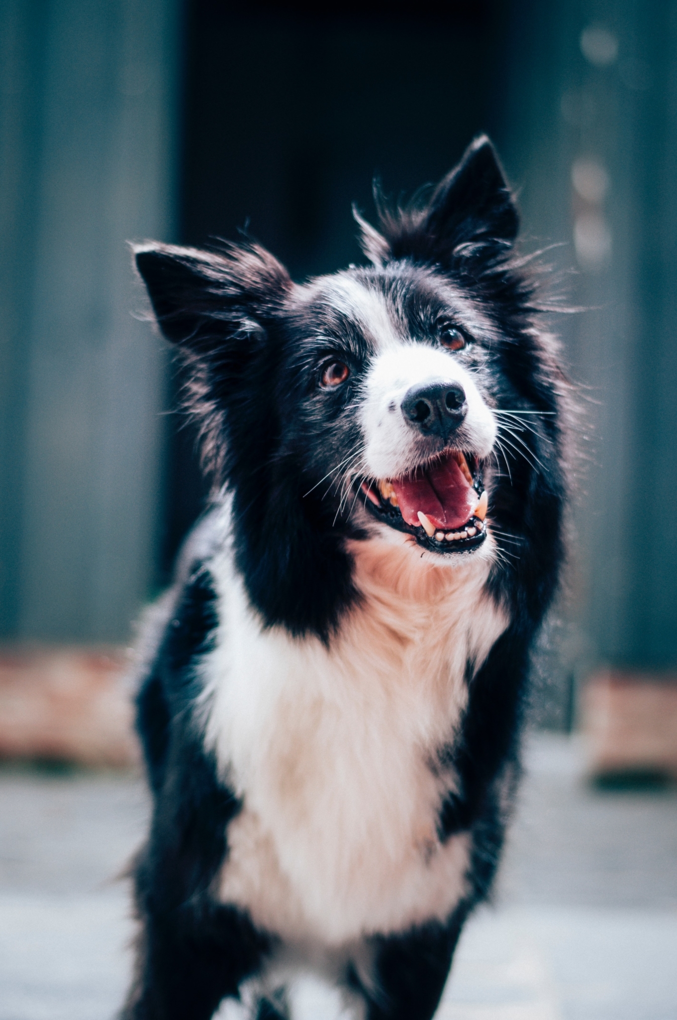 Border collie dog happy, vegan diets for pets