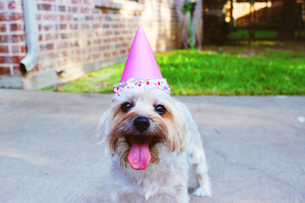 Dog celebrating