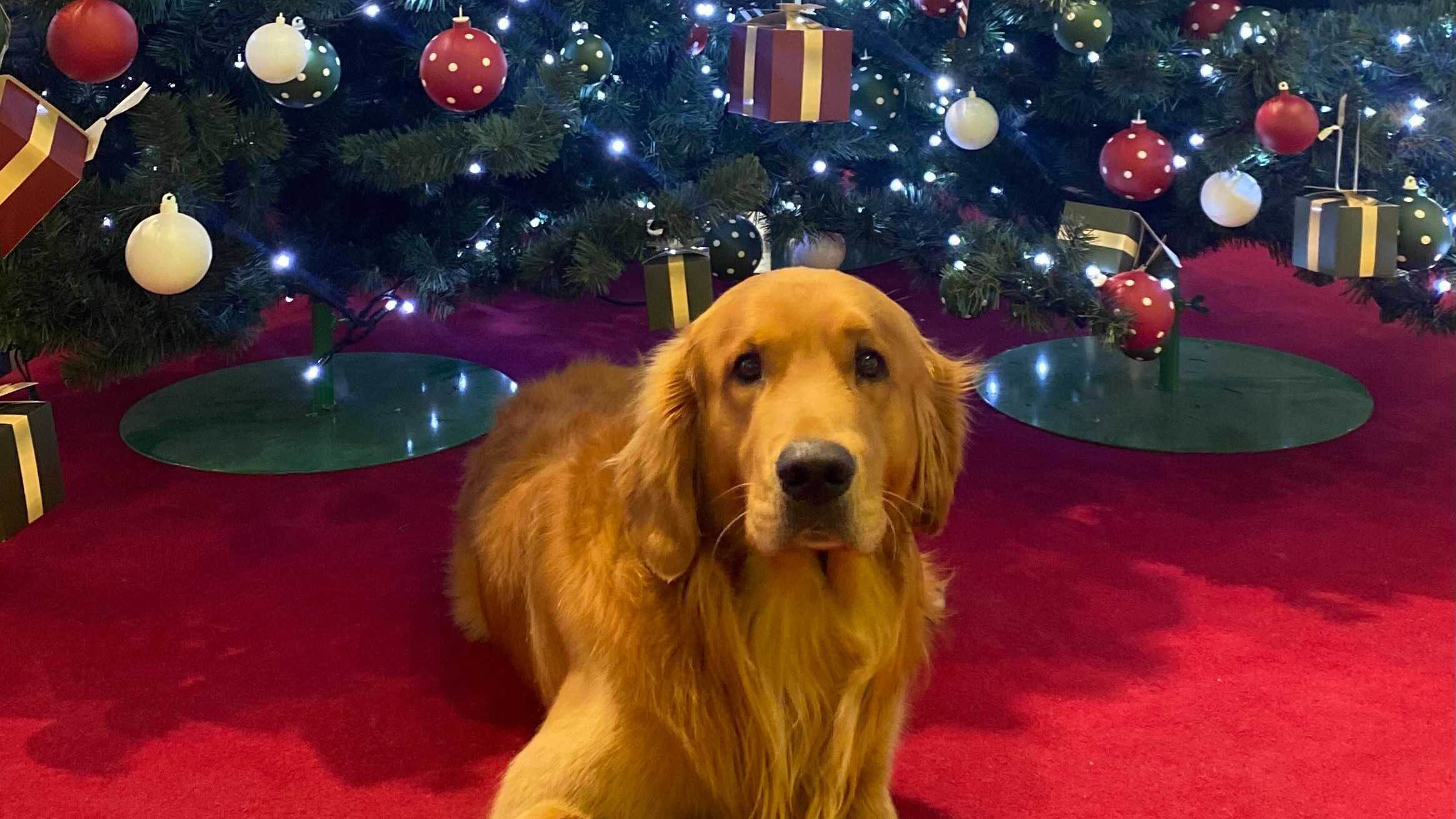 dog sat next to Christmas tree