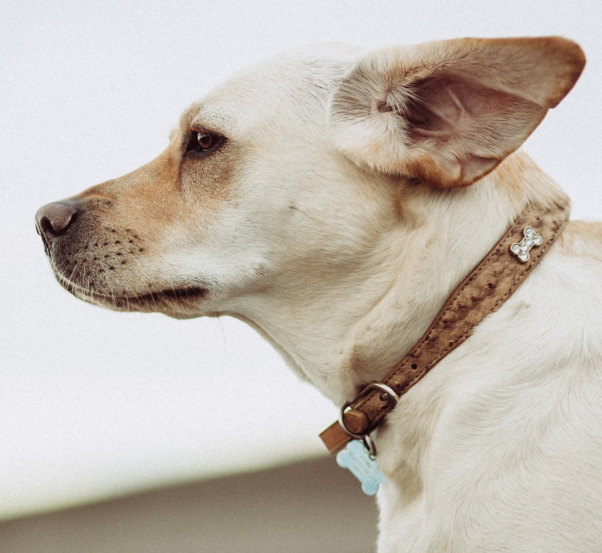 Causes and Treatment Options for Ear Wounds… | FirstVet