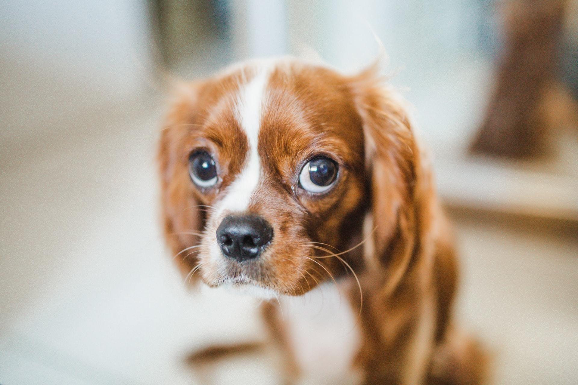 10 Things You Probably Didn't Know About Your Dog's Eyes | FirstVet
