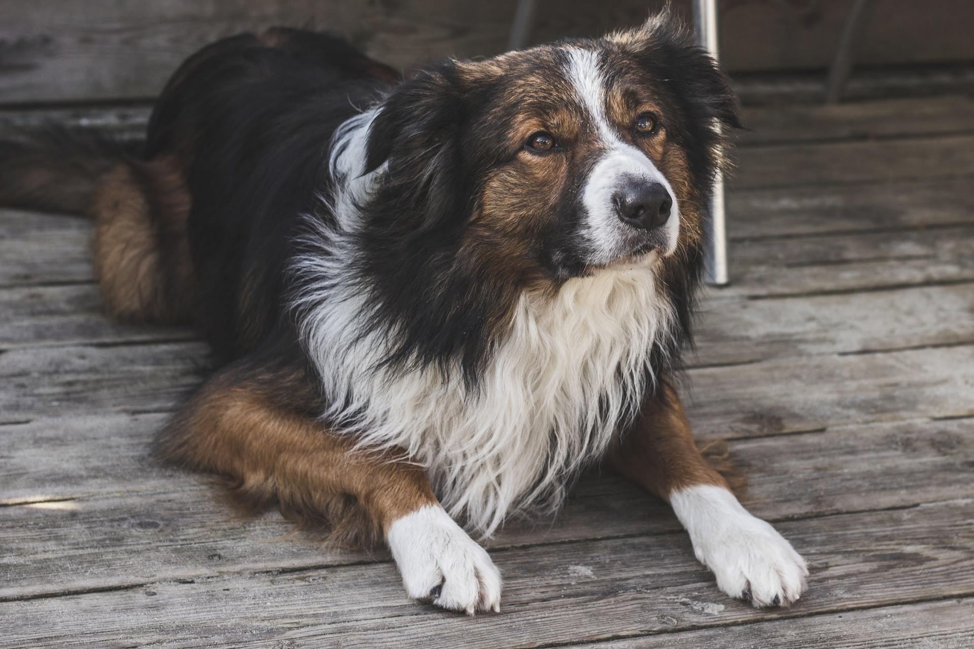 symptoms of cancer in dogs