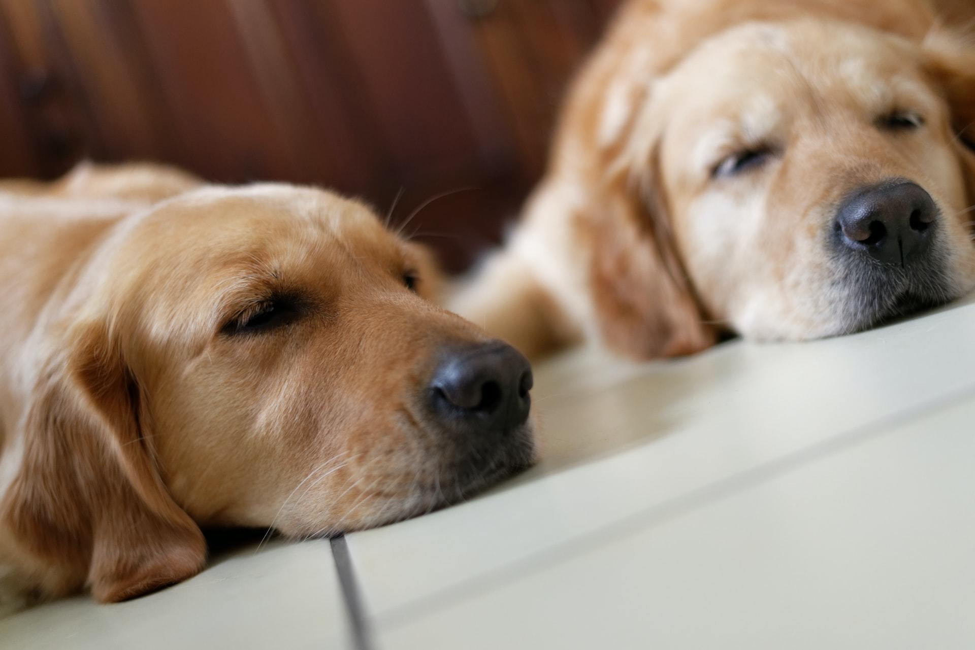 two sleeping dogs