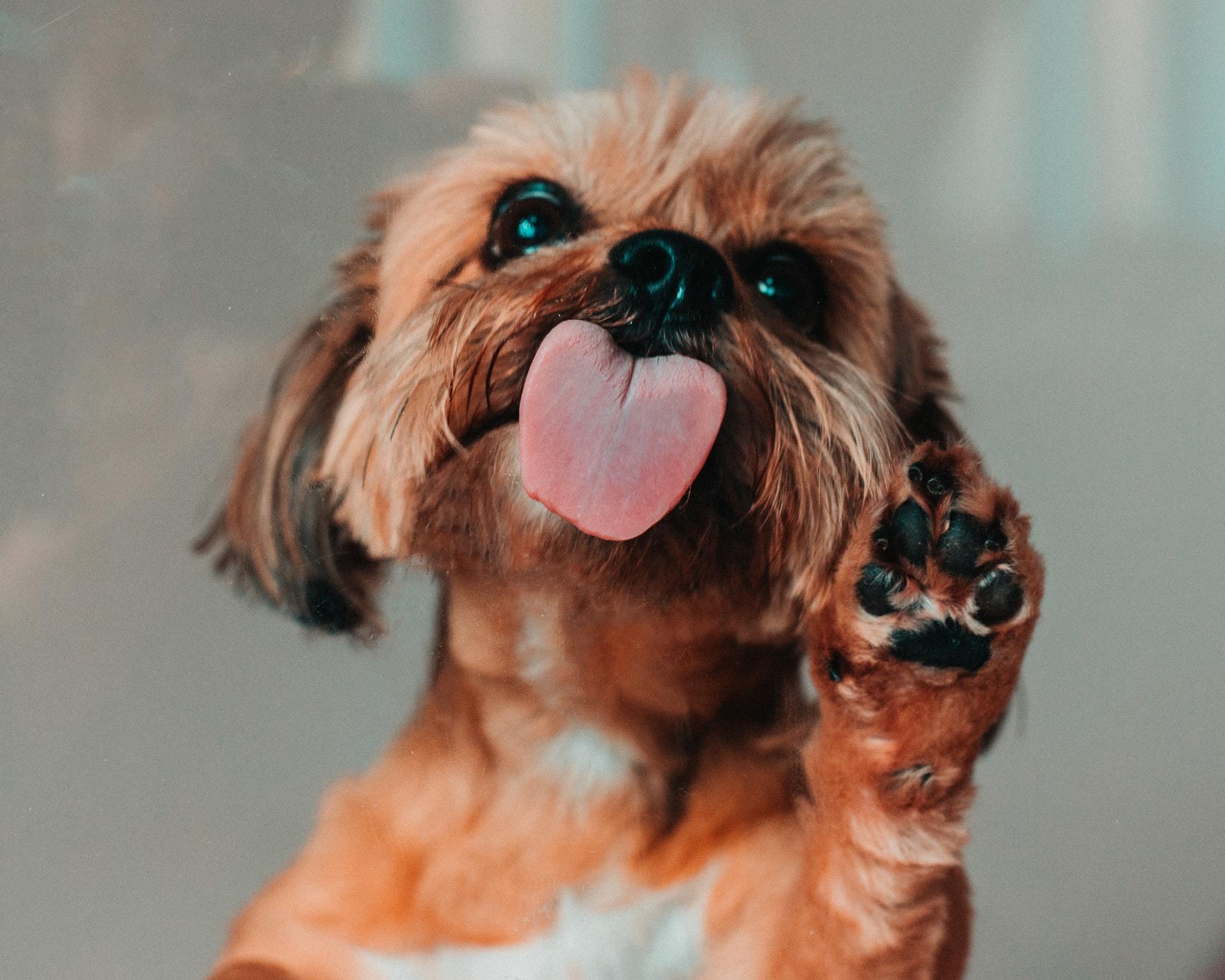 tongue dog paw