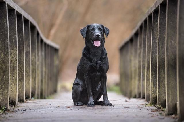 Black dog on a bridge, conker poisoning in dogs