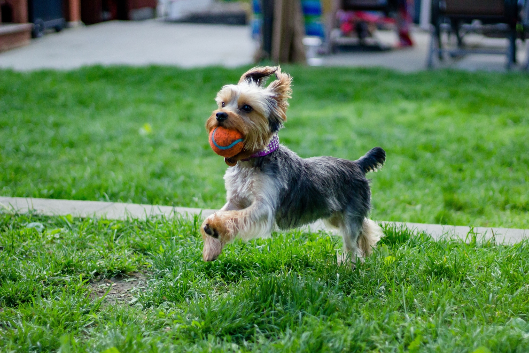 A Yorkshire terrier running across grass with a ball in its mouth