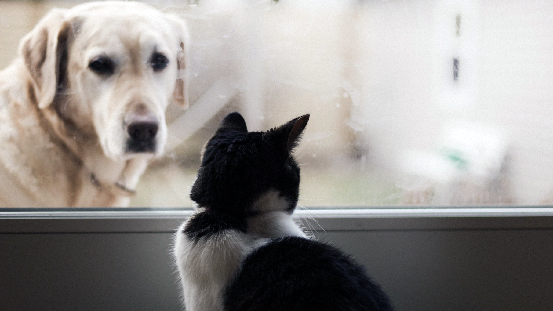 A dog looking through a window at a cat on the other side and the cat not caring