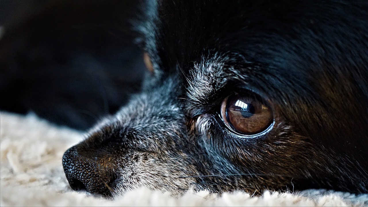 Eye Removal Surgery (Enucleation) in Dogs… | FirstVet