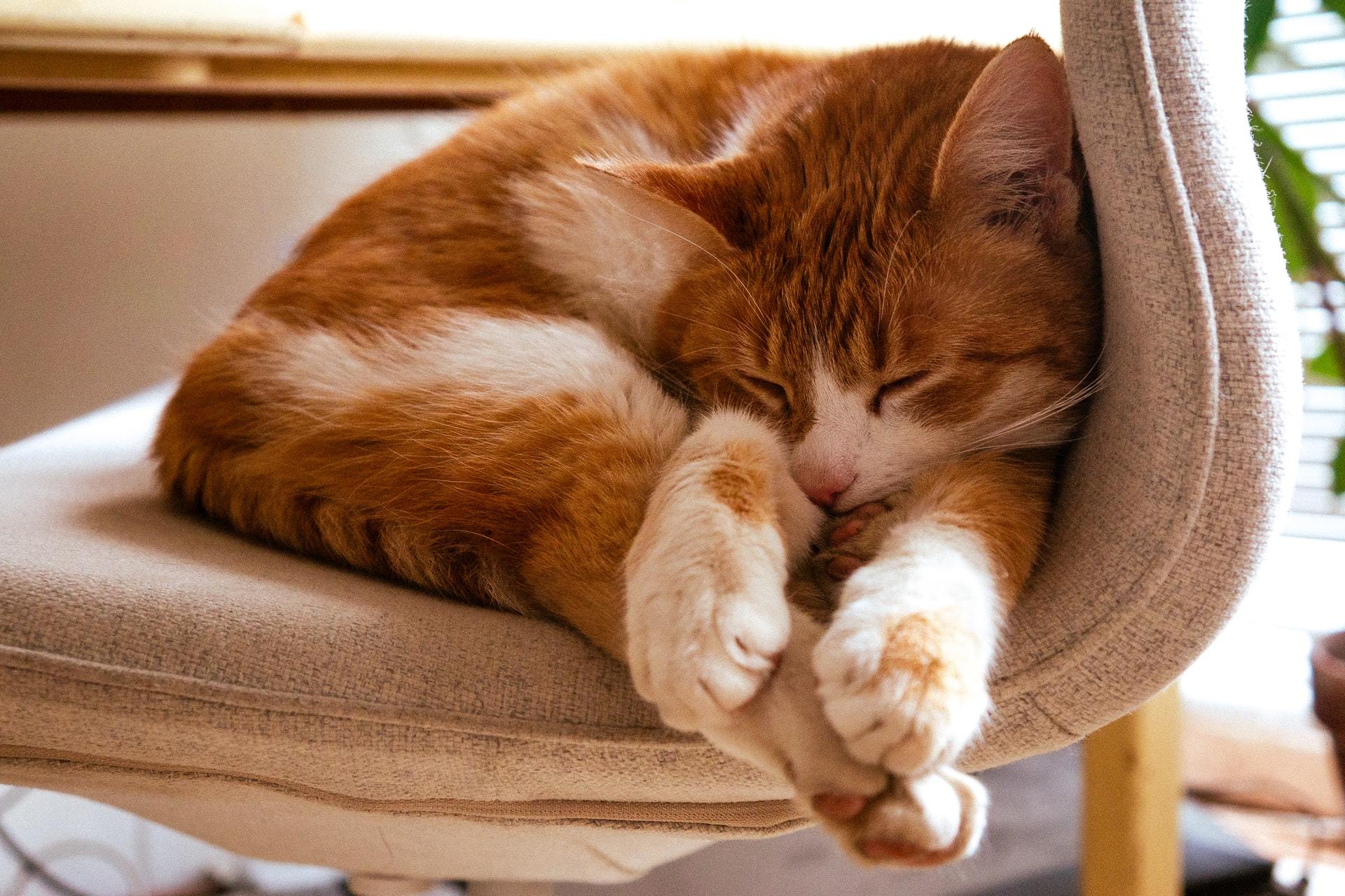 Symptoms and Care for Cats with FIP  FirstVet