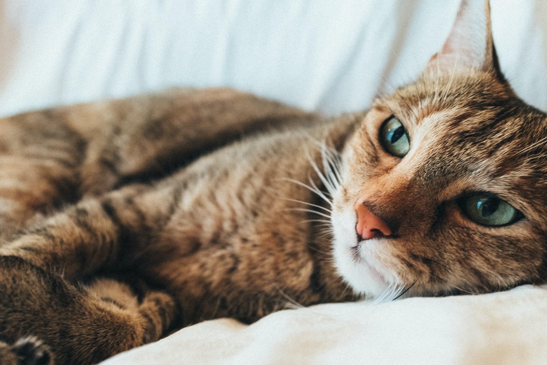 What is Feline Leukemia and how can it be prevented? FirstVet