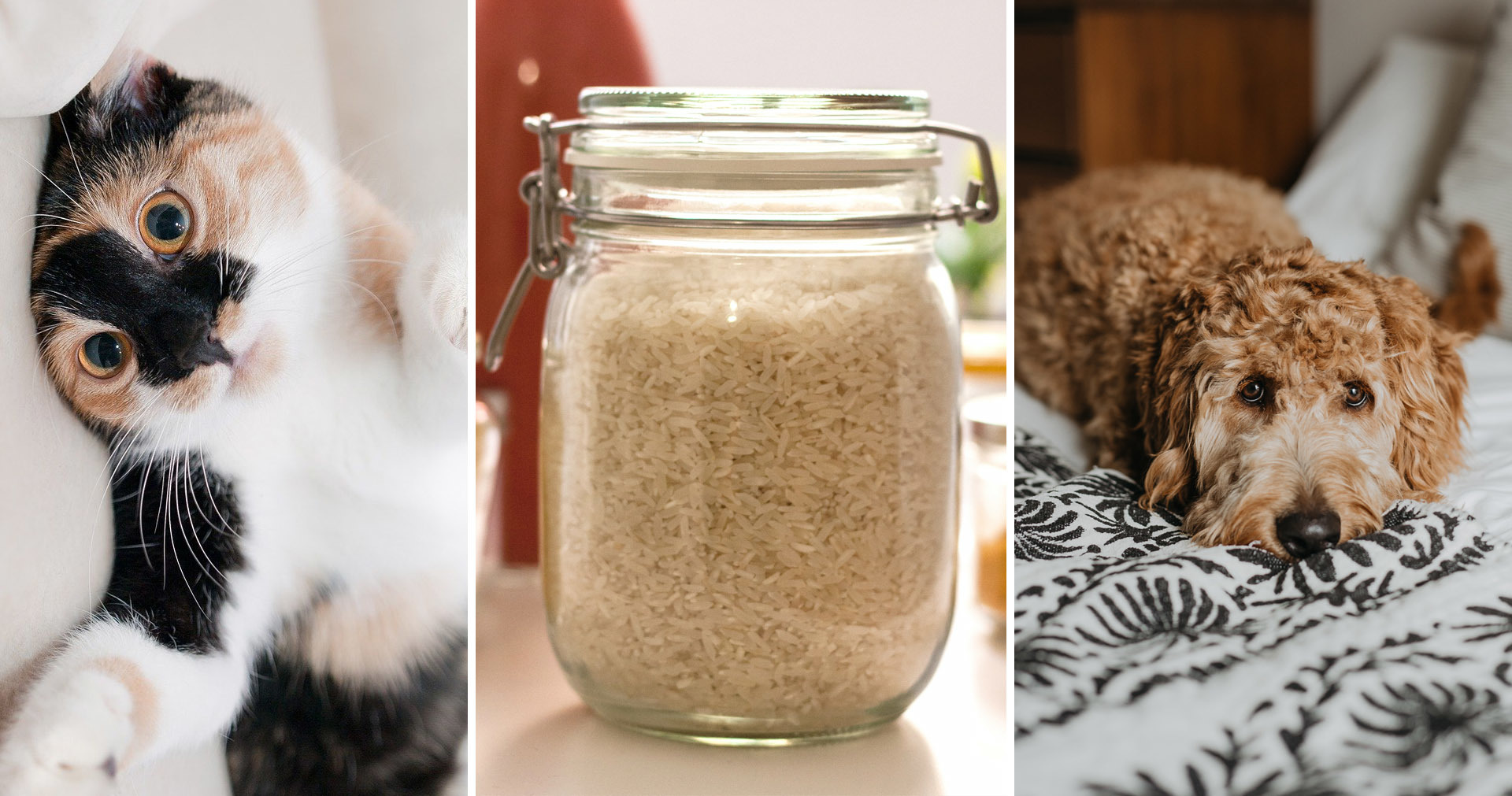 Dog, cat and rice. Bland gastrointestinal diets in dogs and cats.