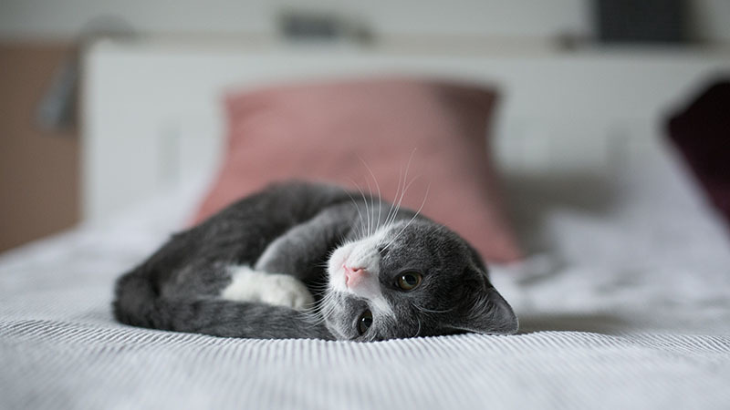 Grey kitten on bed