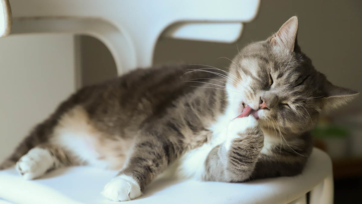 Cat licking its fur, causing hairballs