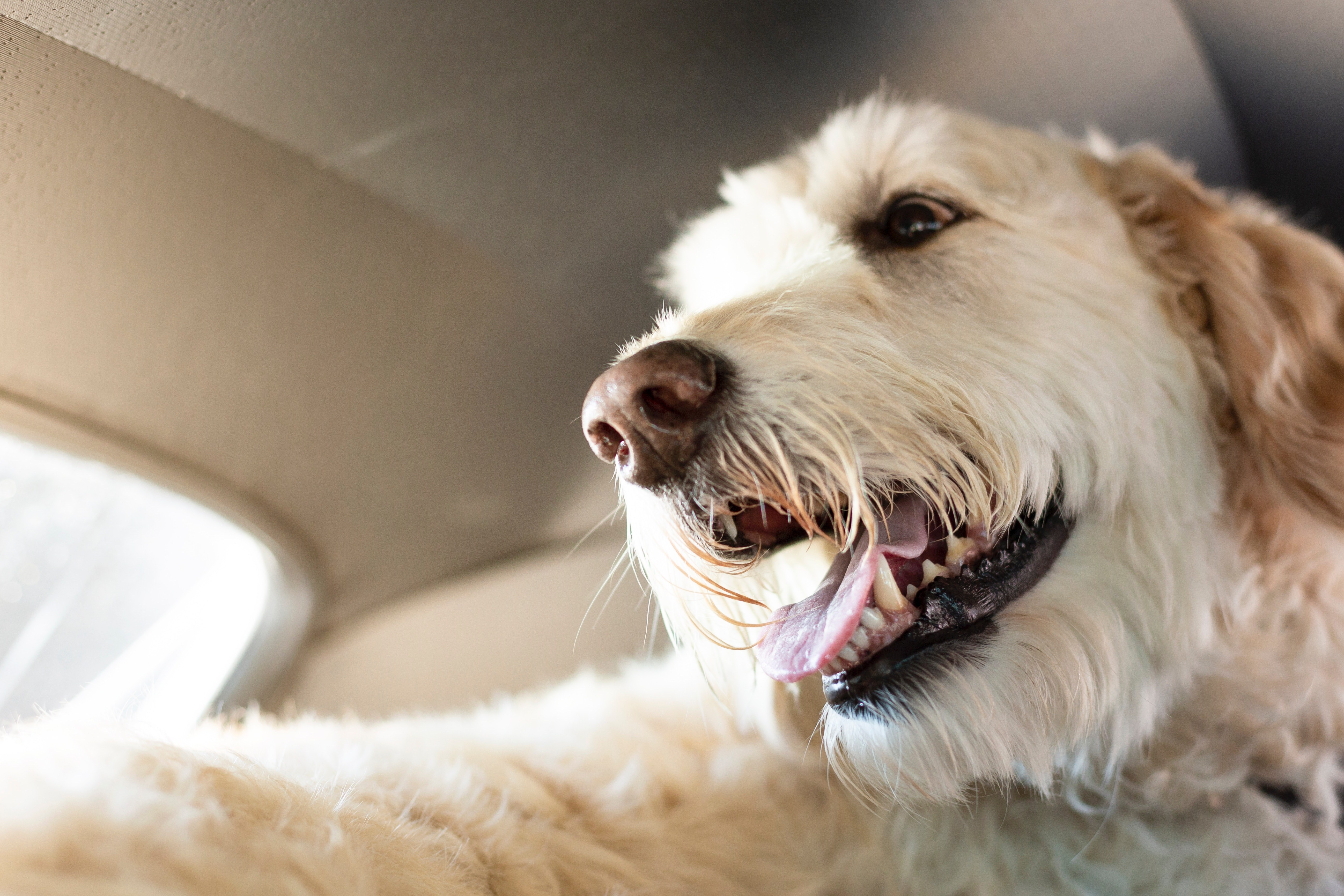 Heat Stroke in Dogs: Signs +Treatments | FirstVet