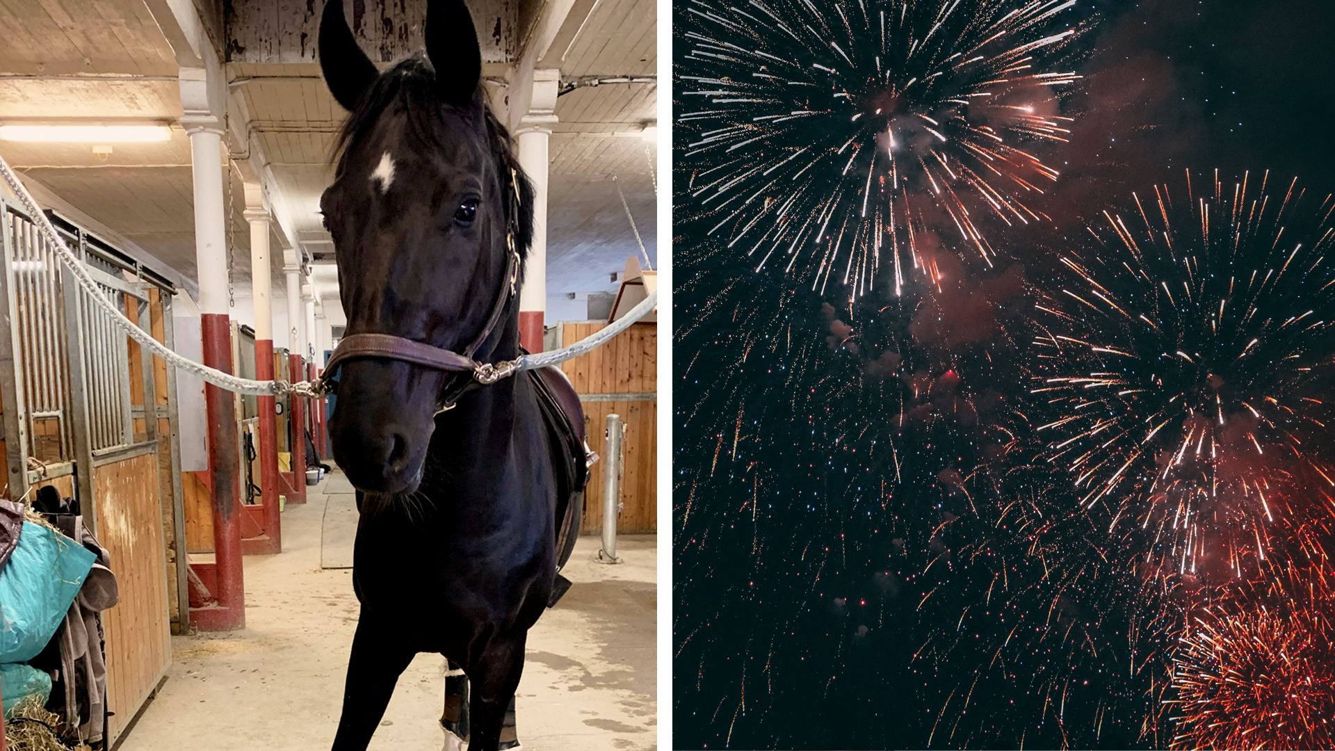 Black horse in stable and fireworks