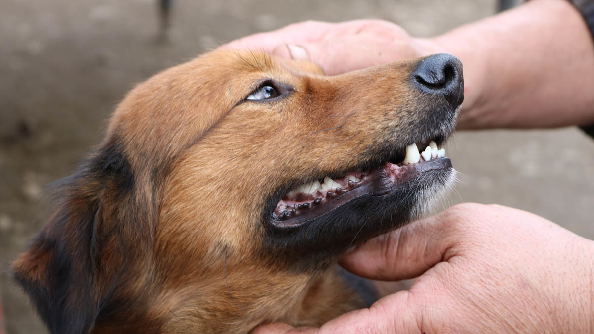 temperament tage Miniature Hoste hos hunde - årsager, diagnose og… | FirstVet