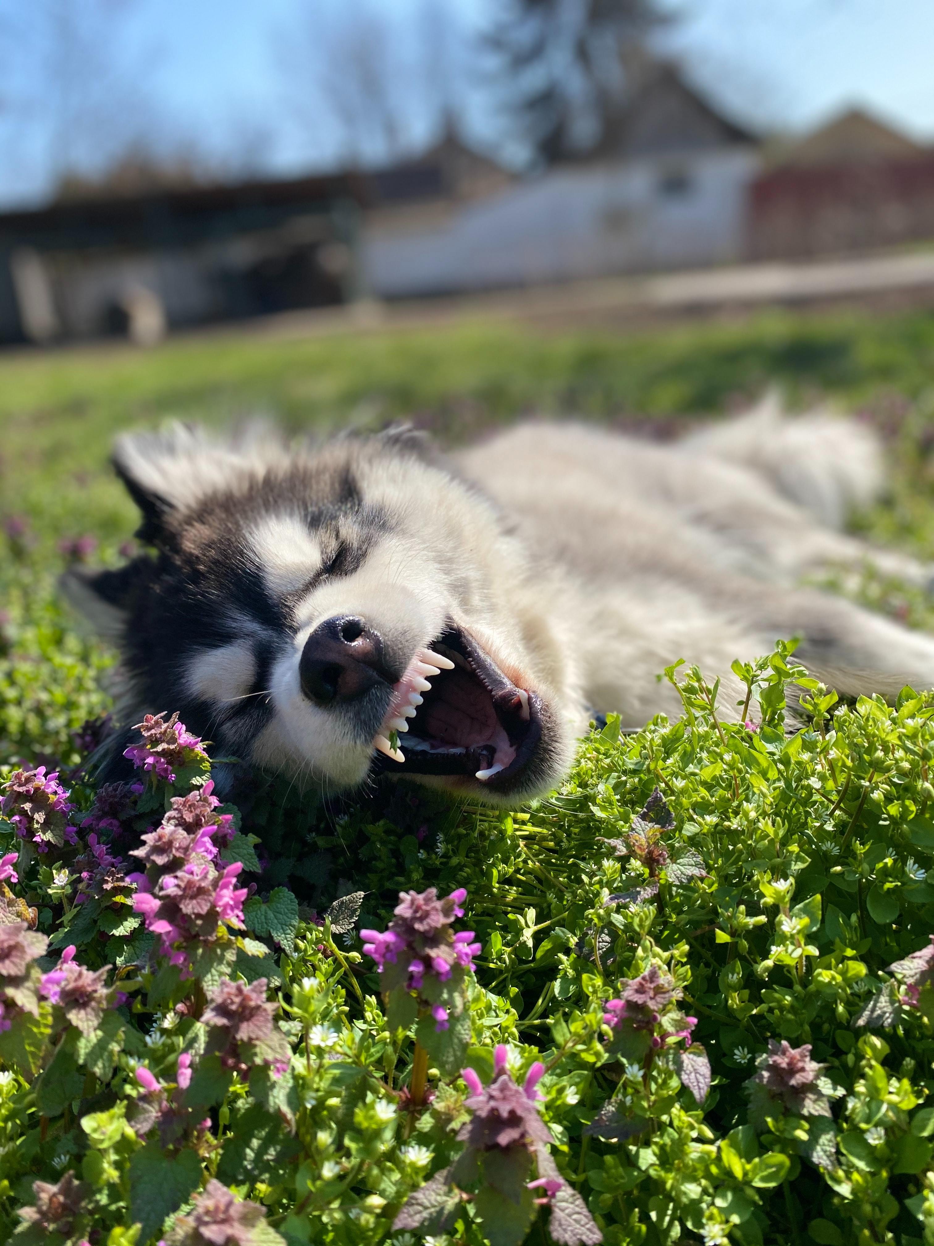 puppy-in-heather-toxic-and-safe-plants