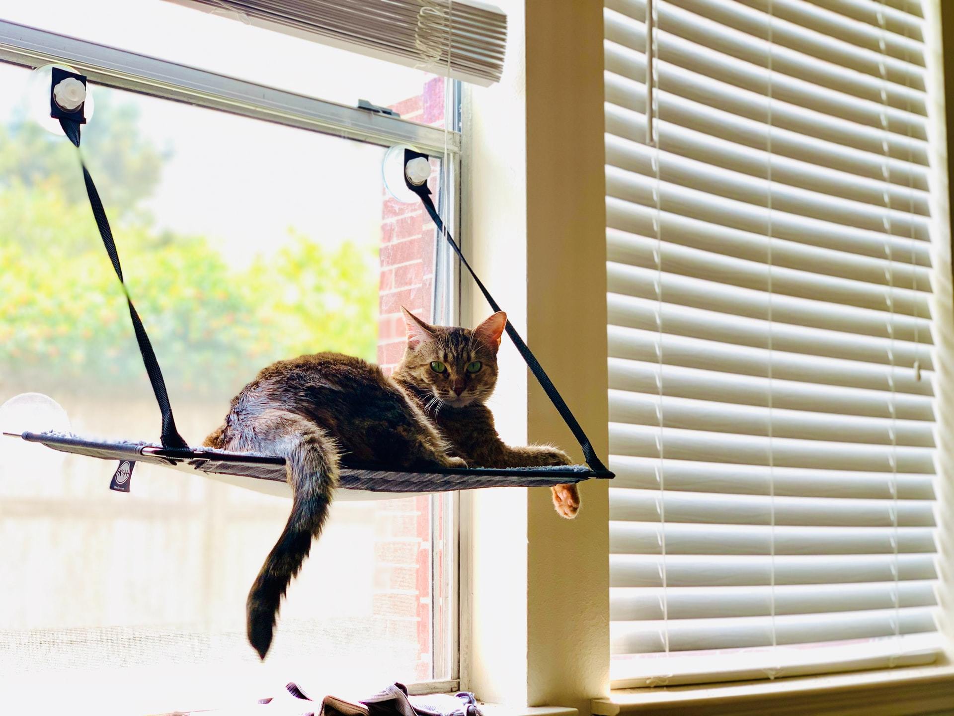 indoor outdoor cat