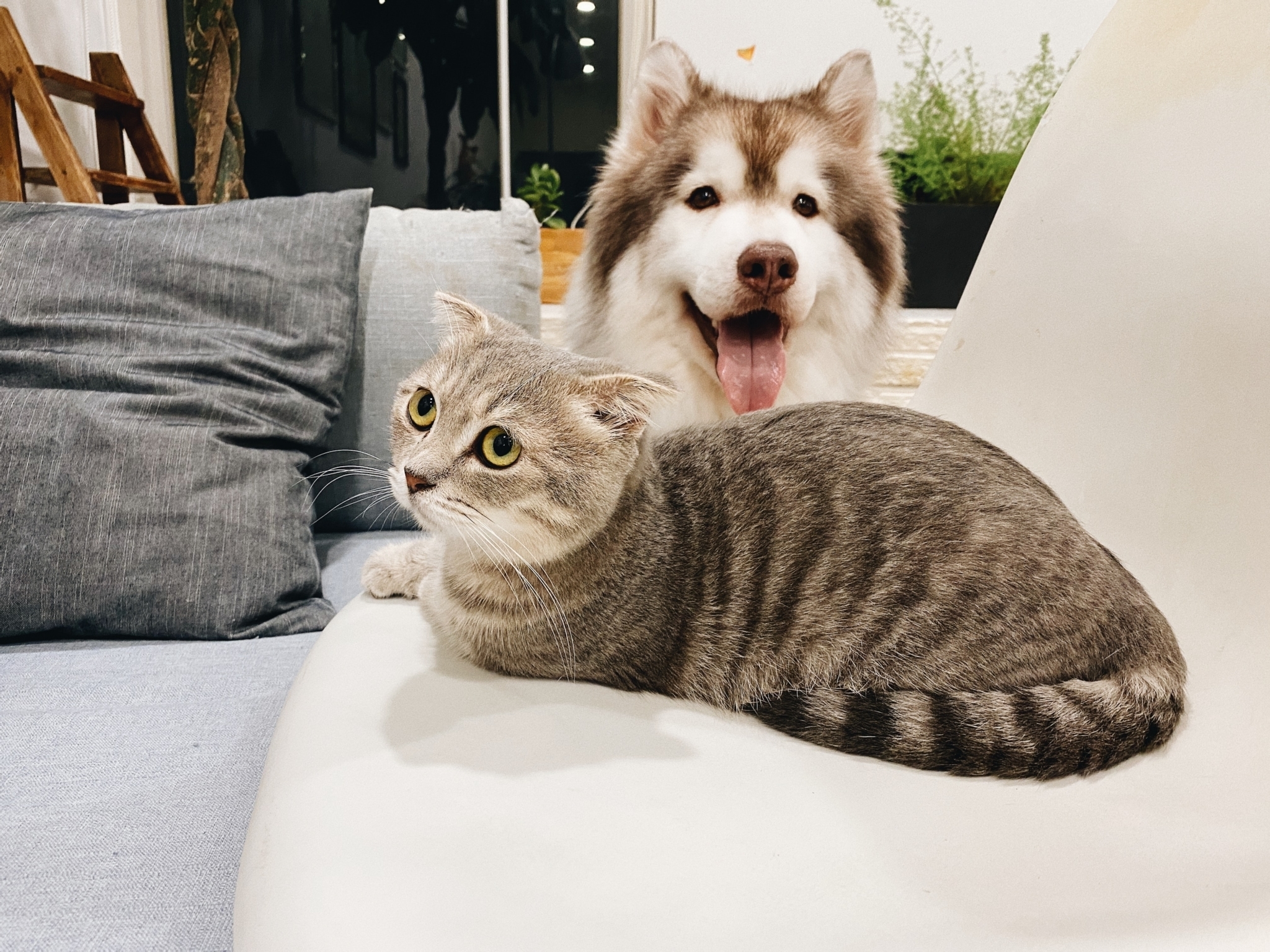 Introduce dog and cat