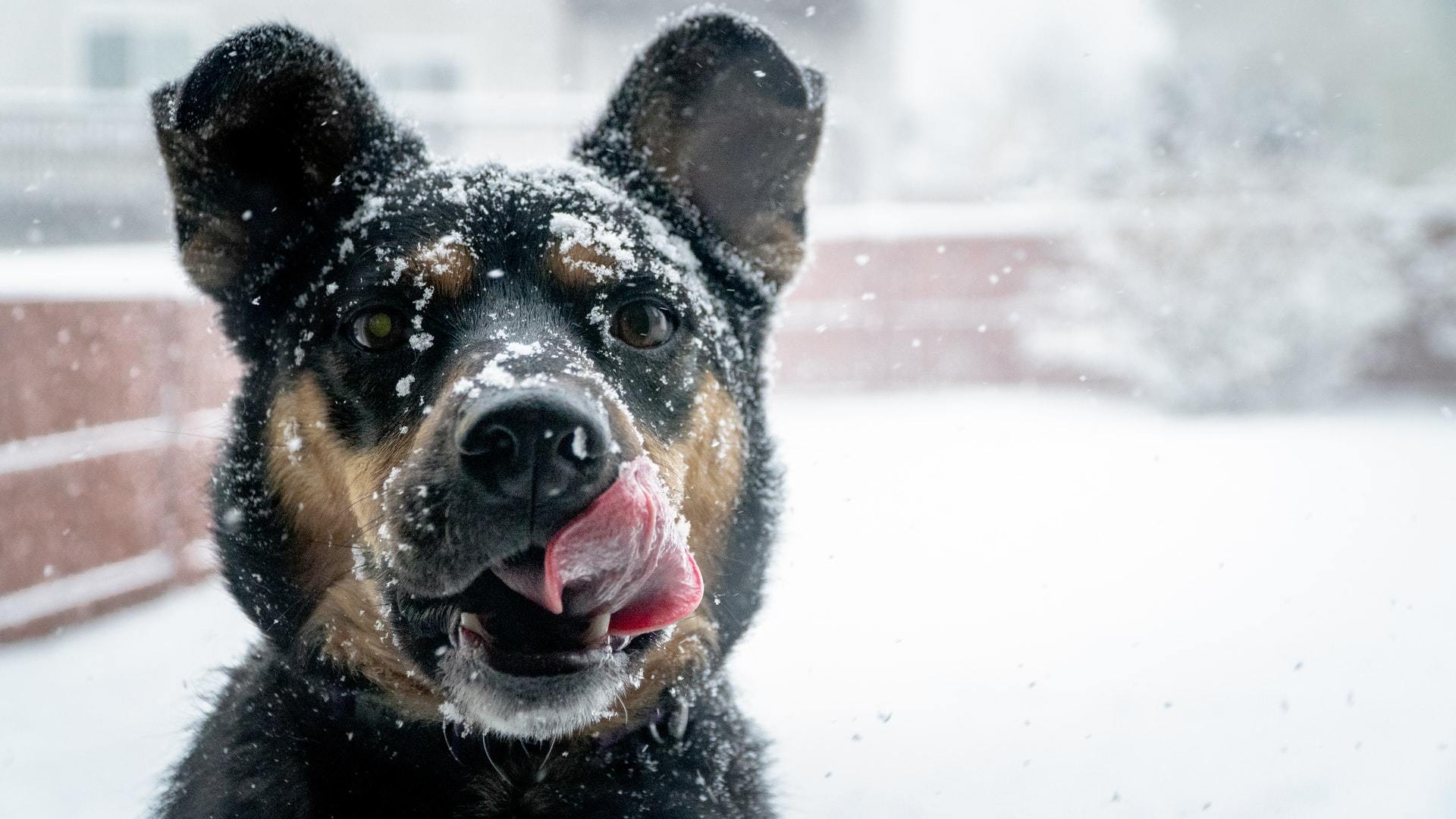 Is ice safe for dogs