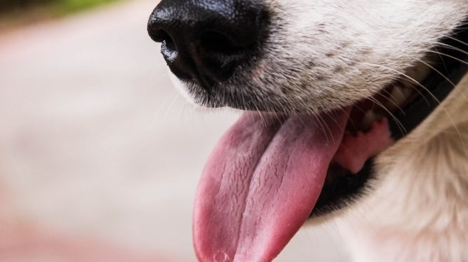 kennel cough in dogs dog with tongue out