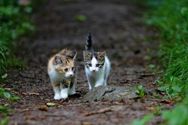 Two kittens walking along a path
