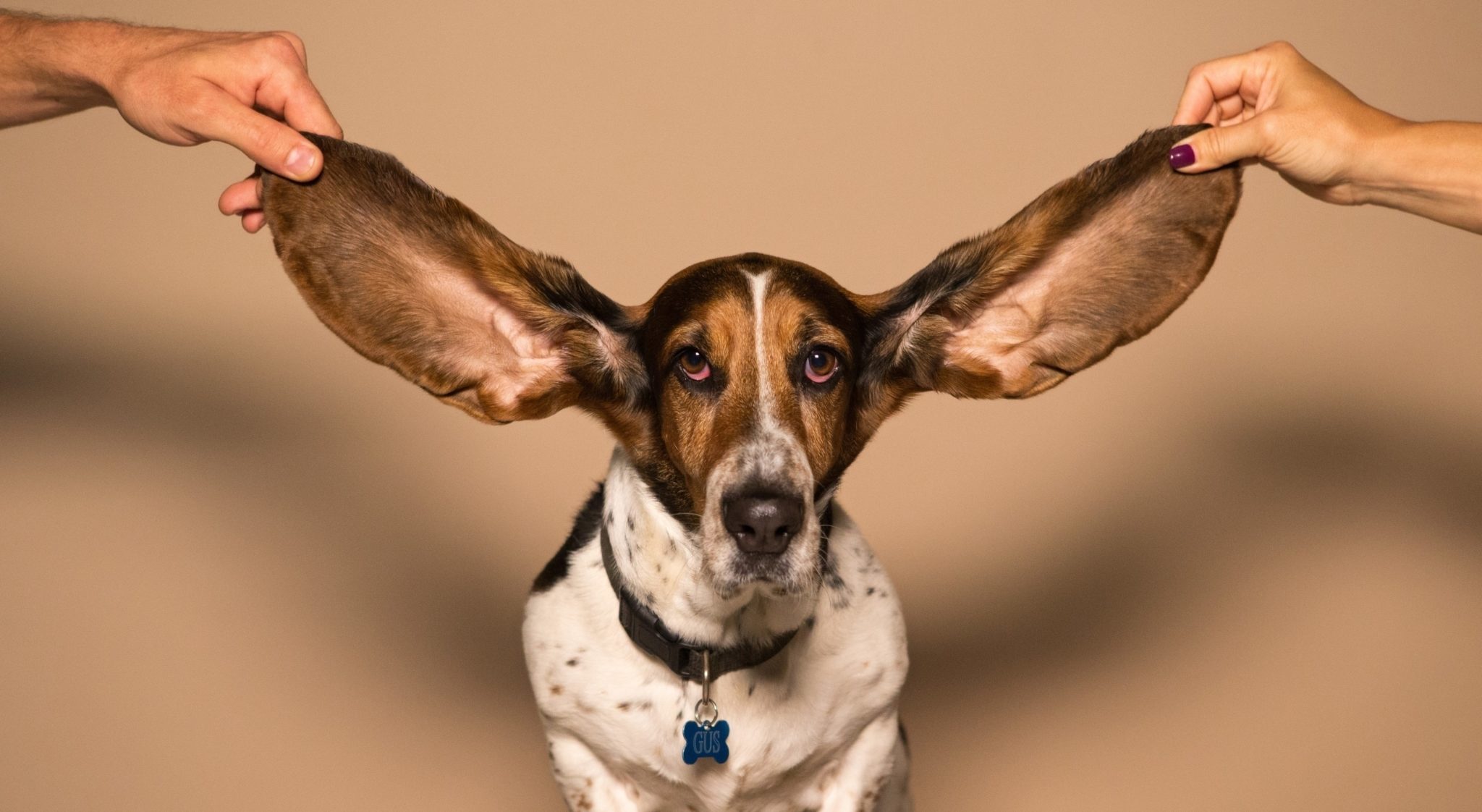 dog-big-ears-ear-problems