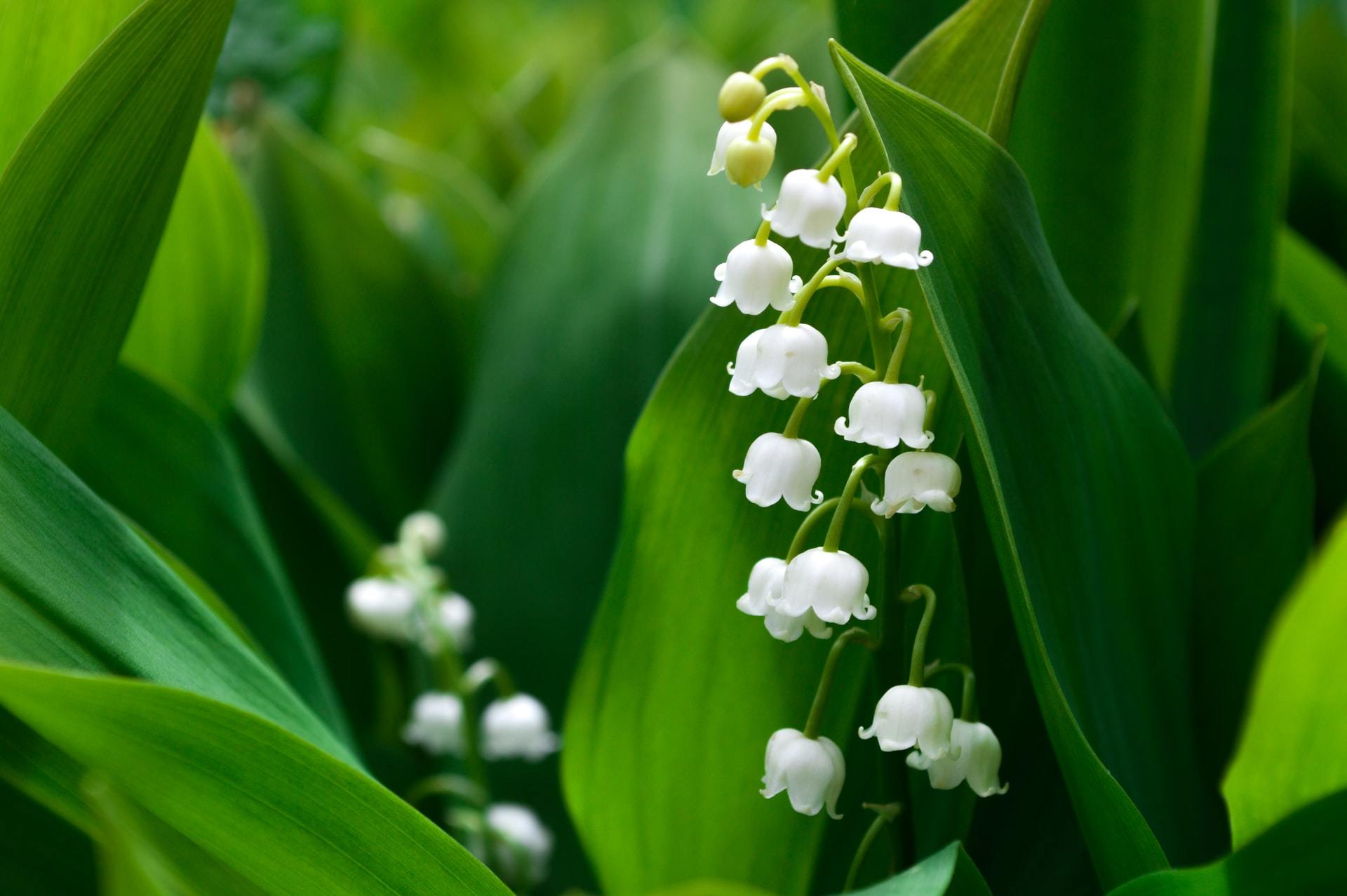 lily of the valley toxicity in pets
