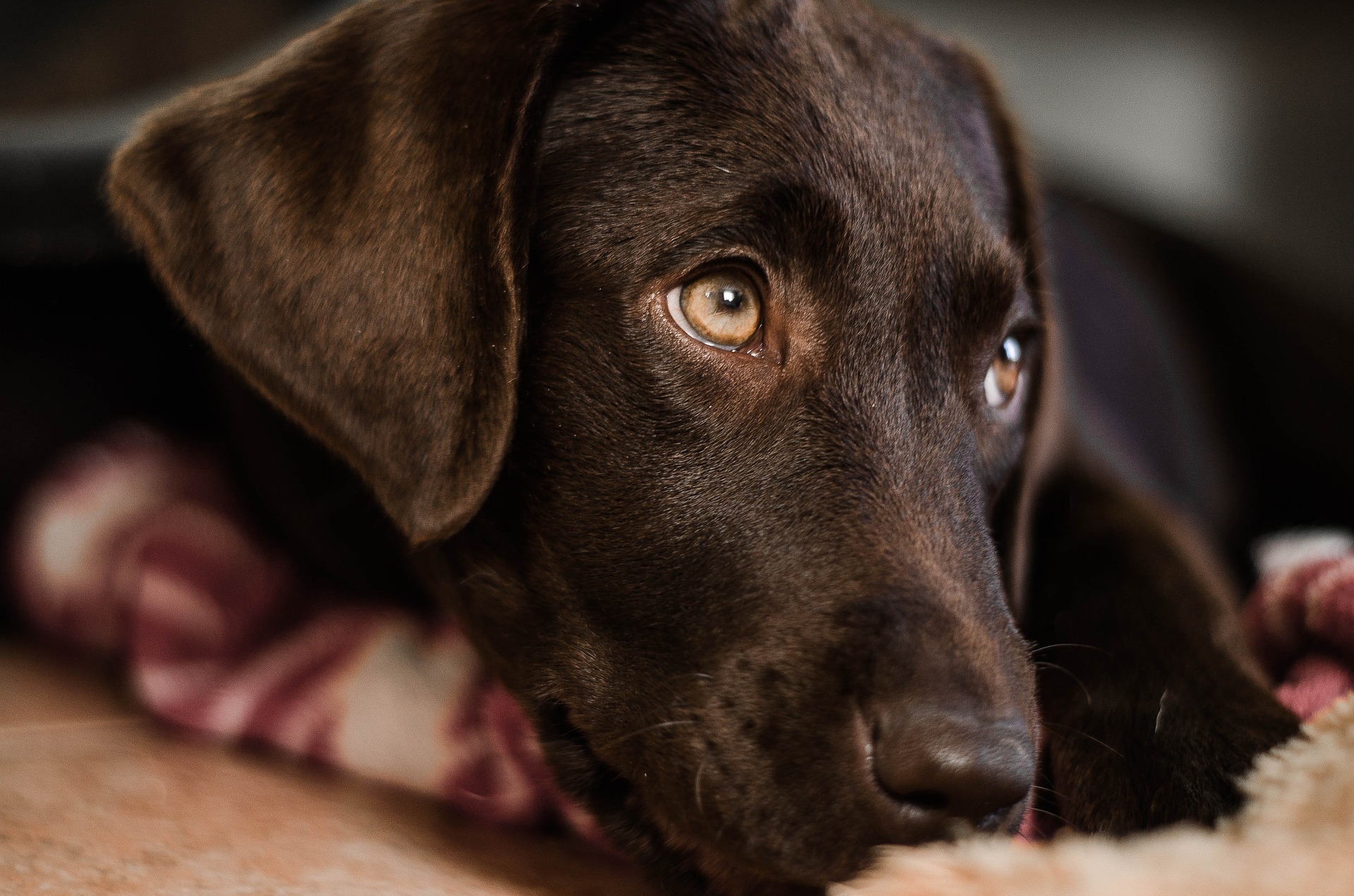 Livmoderinflammation hos hund