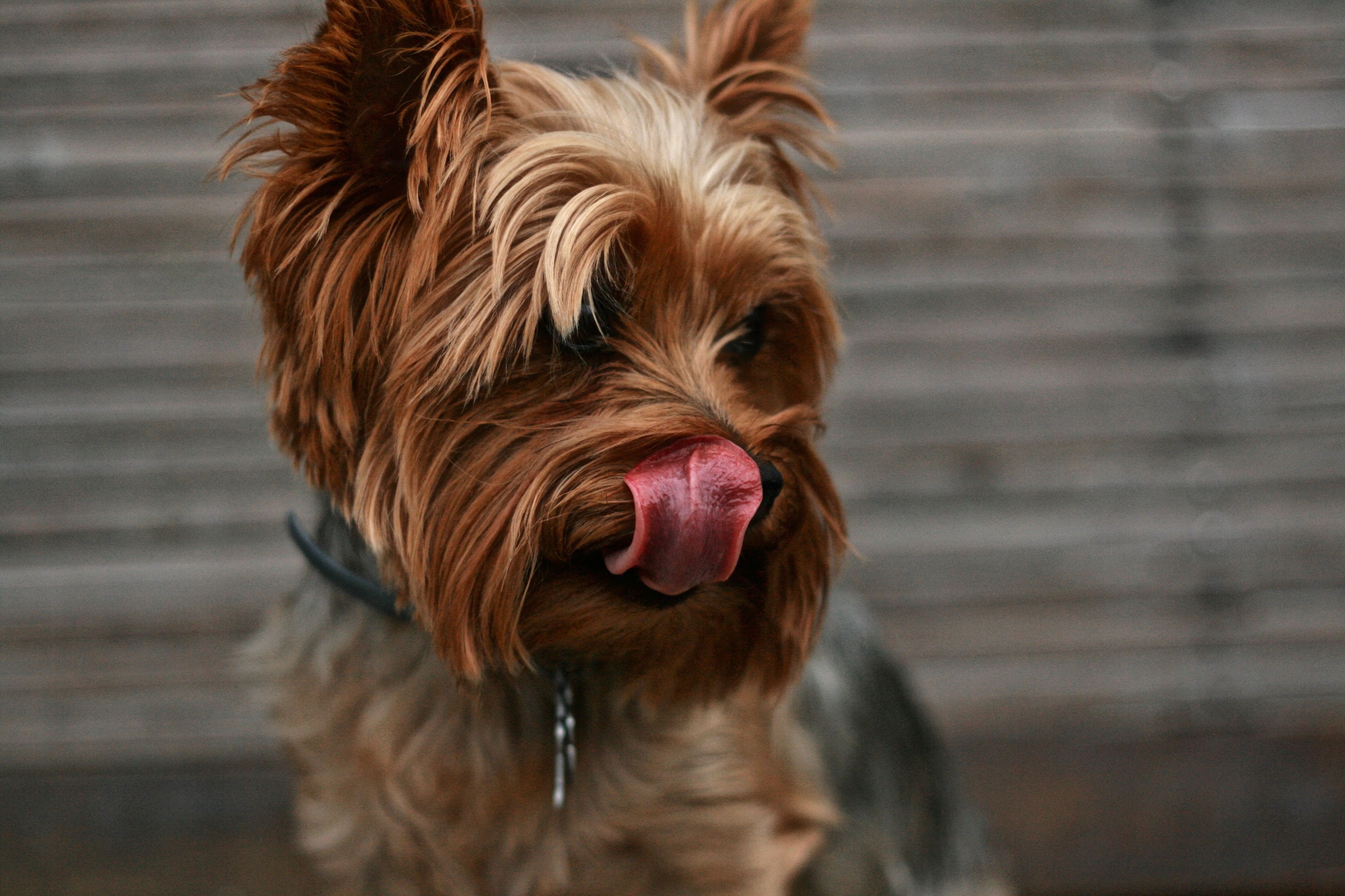 Yorkshire terrier with tongue out, raw feeding in dogs and cats