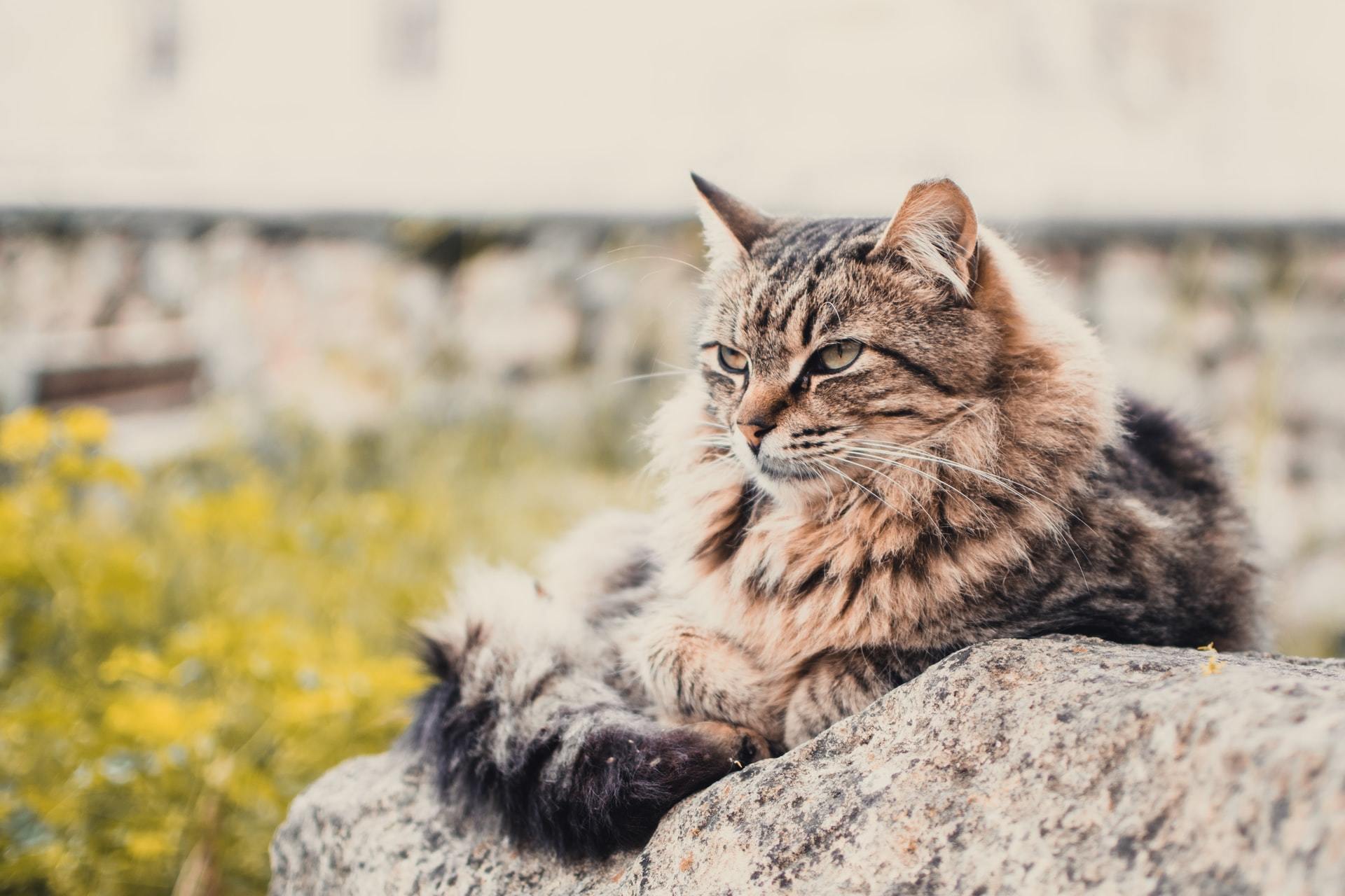 mammary cancer in cats
