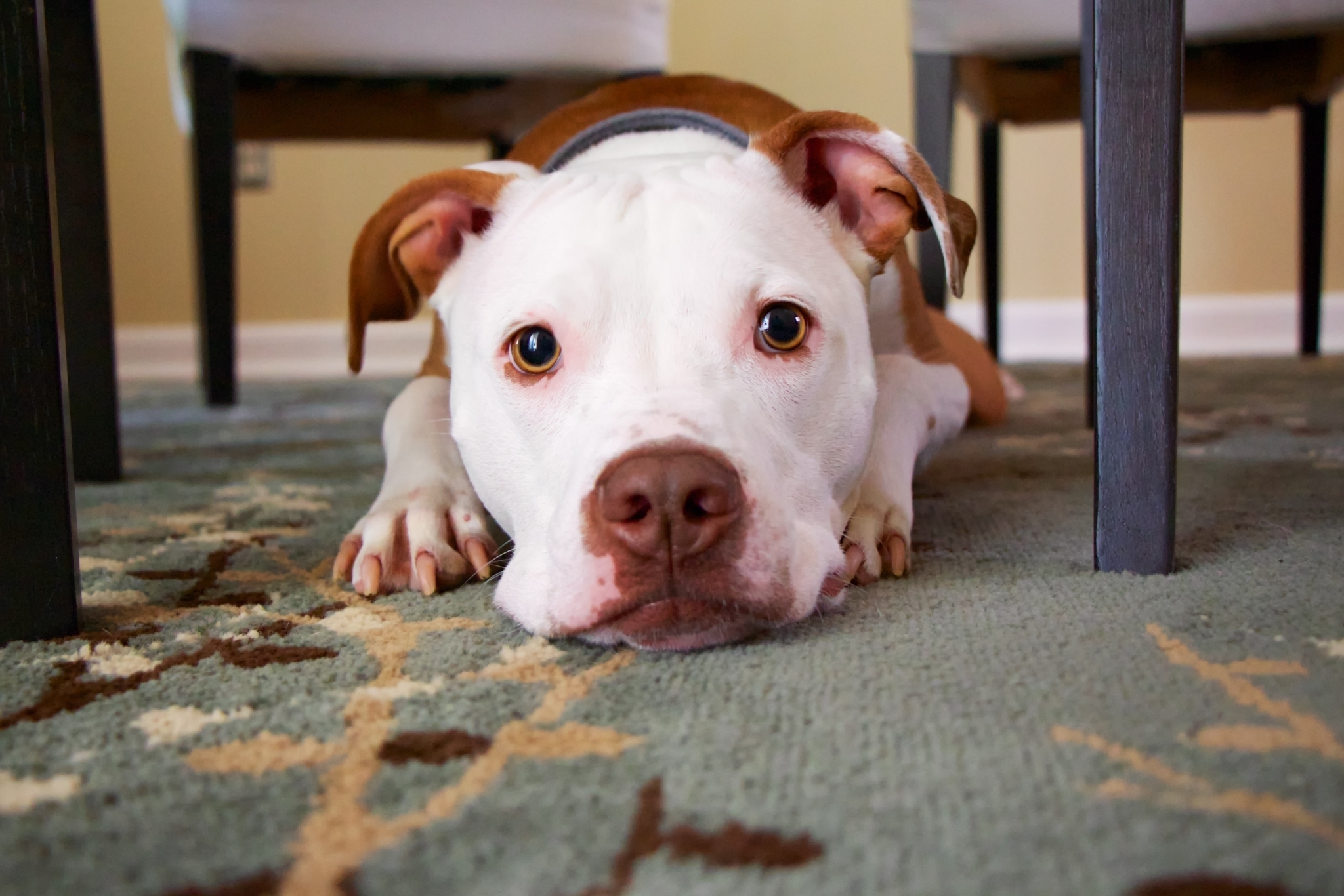 dog-on-carpet-fleas