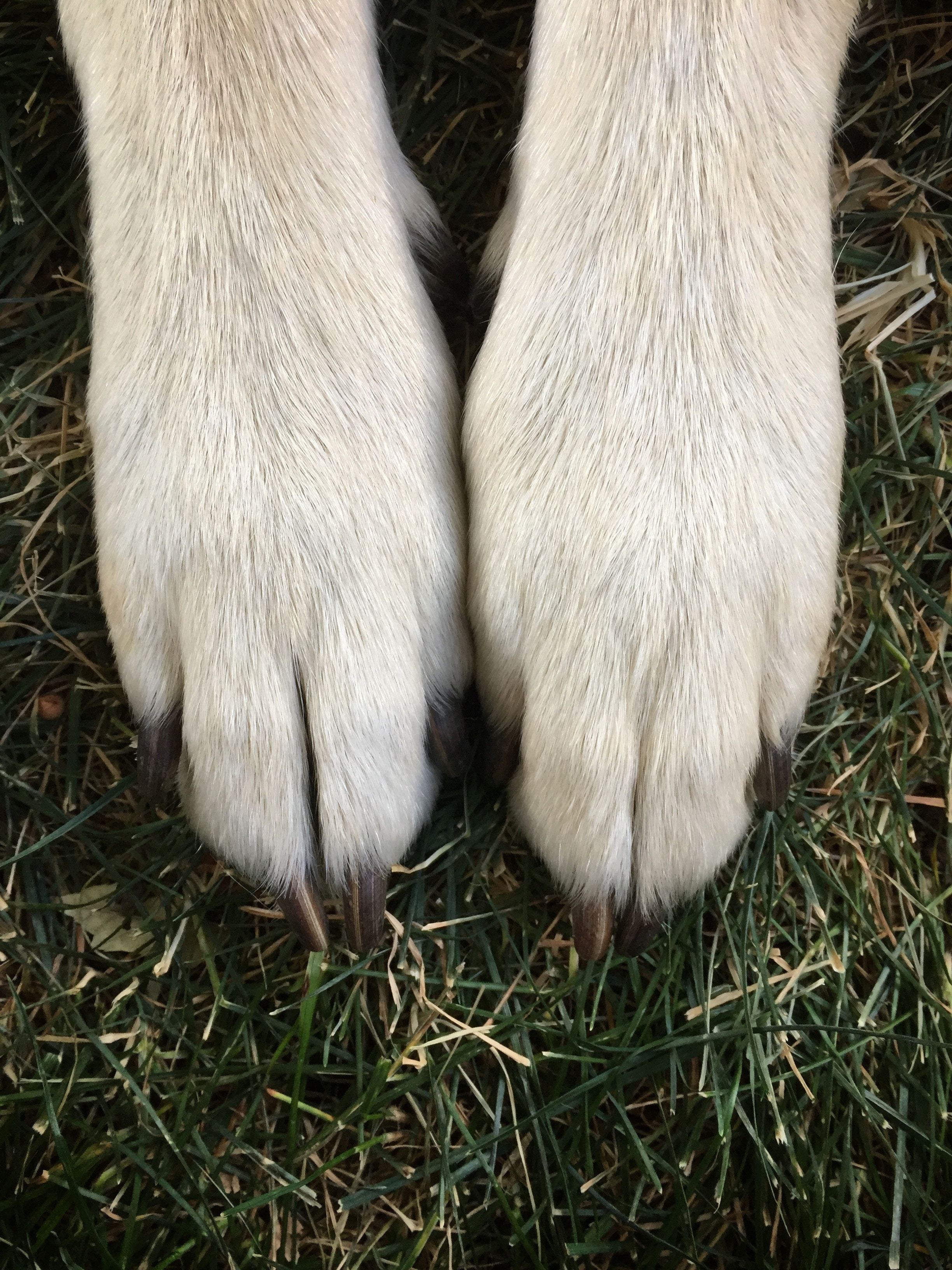 the two front paws of a dog in the grass