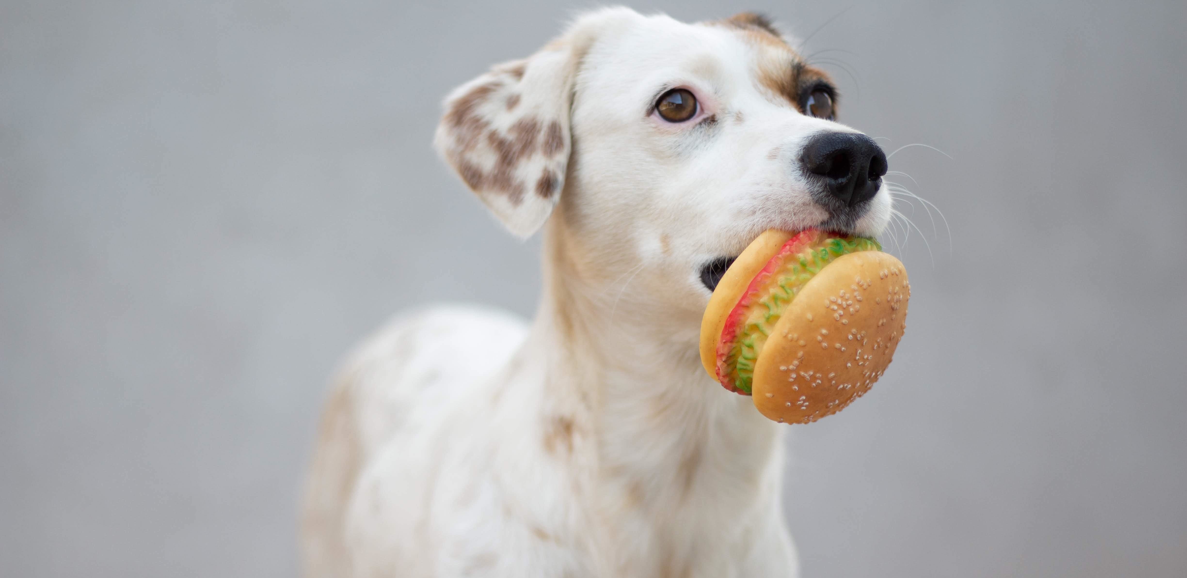 dog-with-burger-toy-food-allergies