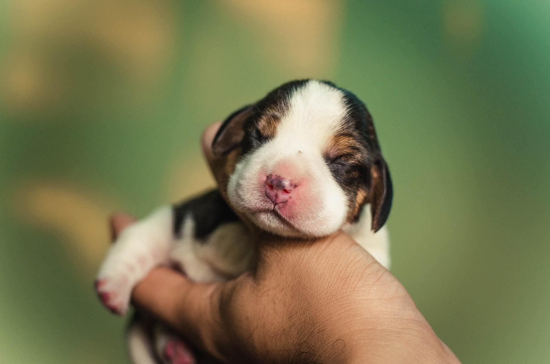 Caring or a Newborn Litter of Puppies | FirstVet