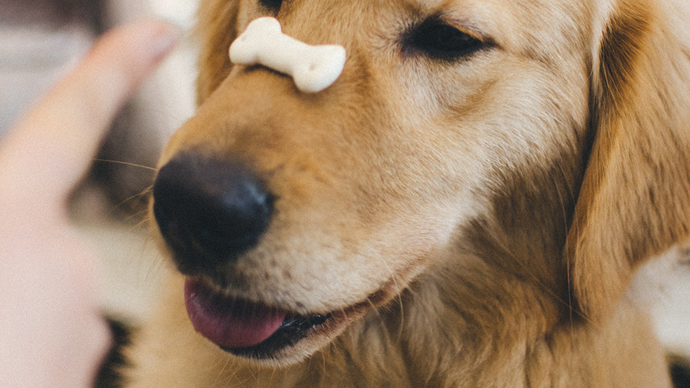 Golden retriever with treat on nose