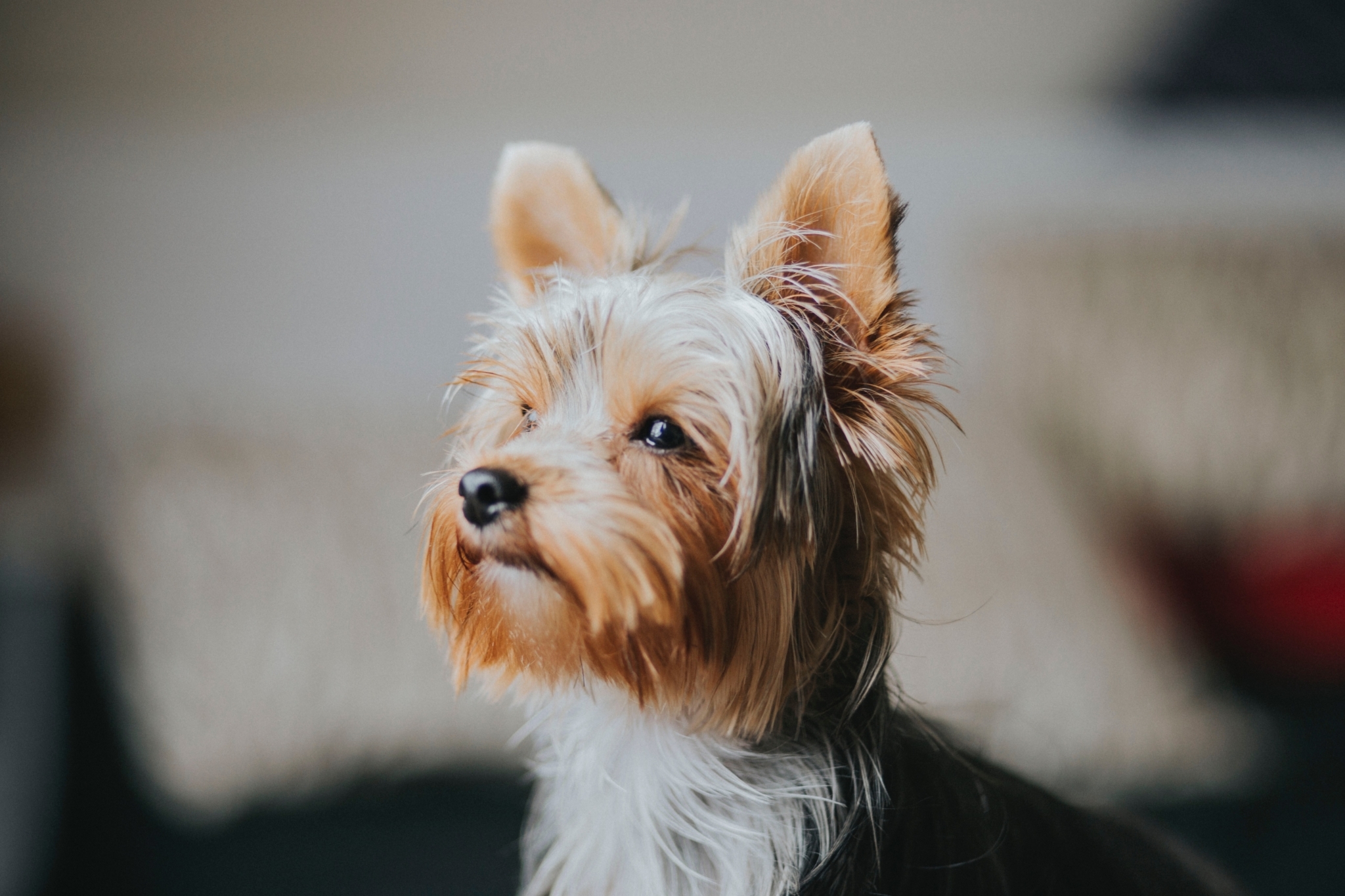 A little brown Yorkshire Terrier looking attentively into the middle distance