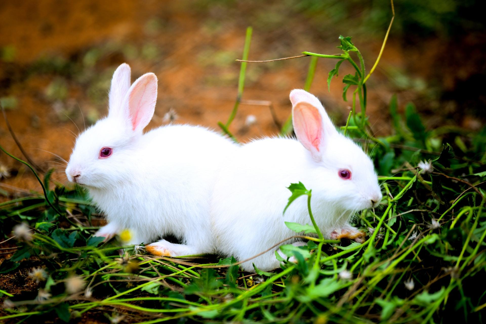 pet rabbit disease guide